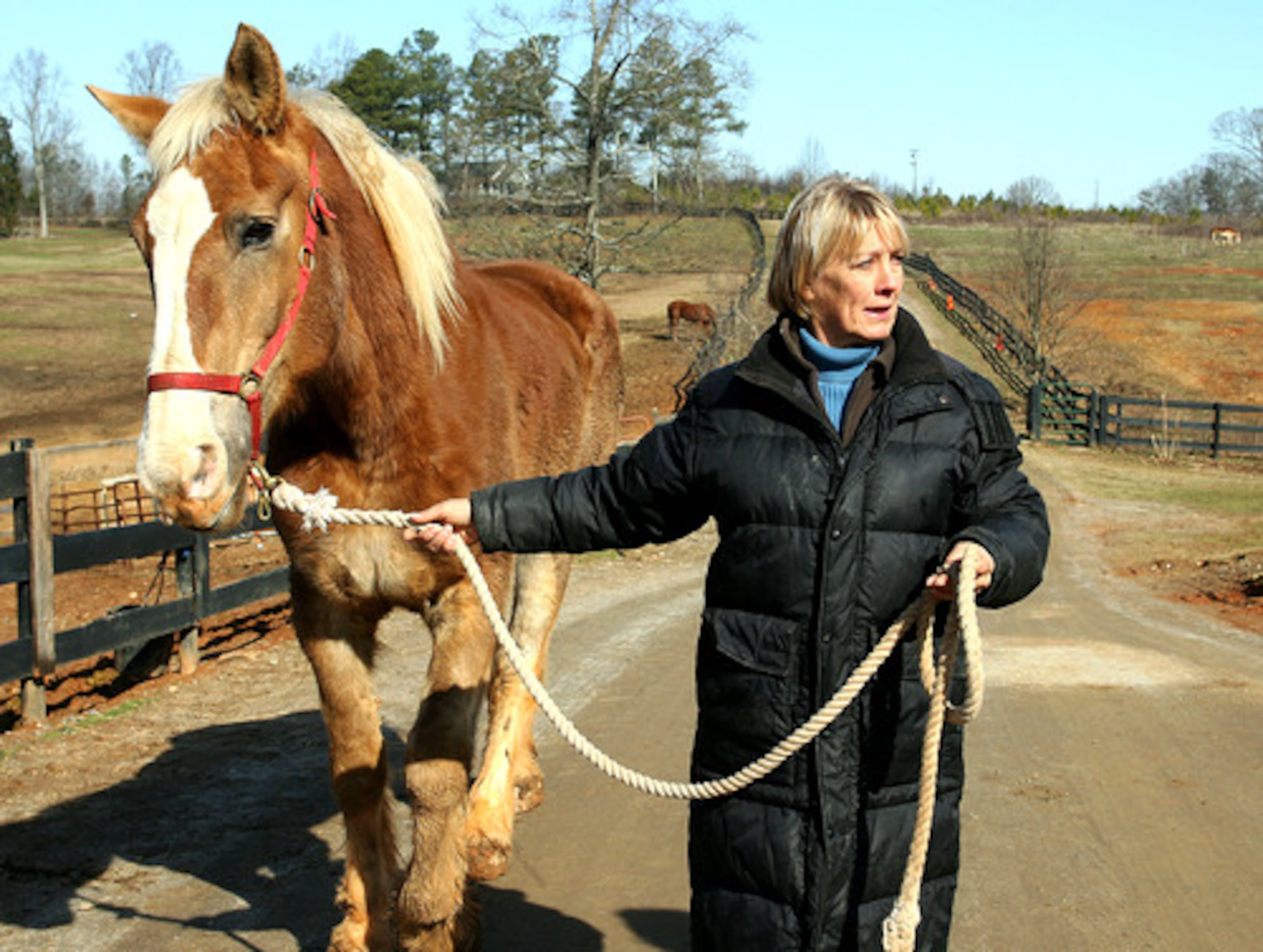 Flanagan with a new charge, Belle, a 2,000 pound draft horse who came to 'Save The Horses' from a farmer in north Georgia who could no longer care for her.