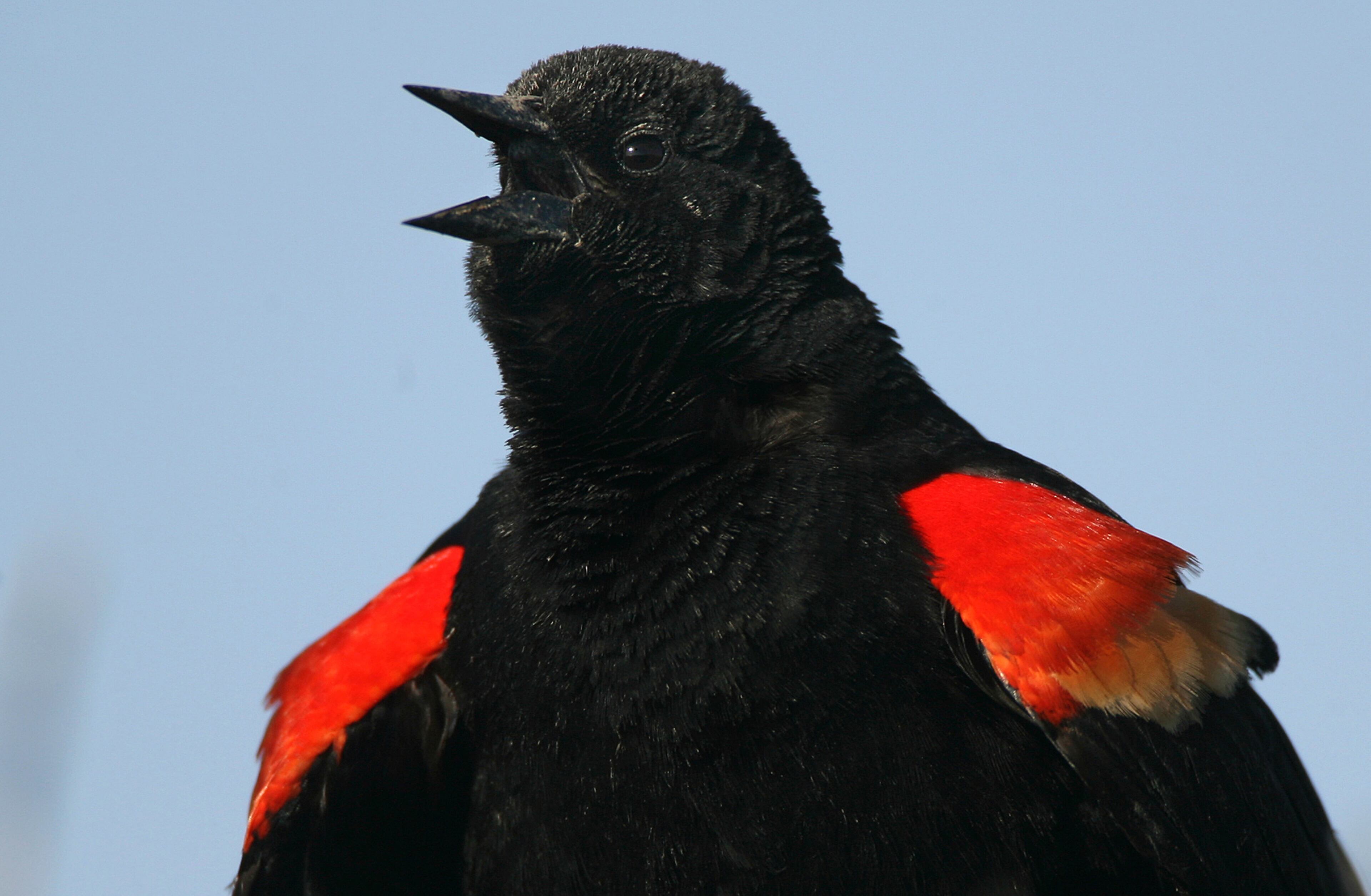 070424 Little St. Simons Island: A red-winged blackbird adult male voices his morning song from the brush covered sand dunes at the edge of Sancho Plaza Beach, Little St. Simons Island, Ga., Tuesday, April 24, 2007. CURTIS COMPTON / ccompton@ajc.com