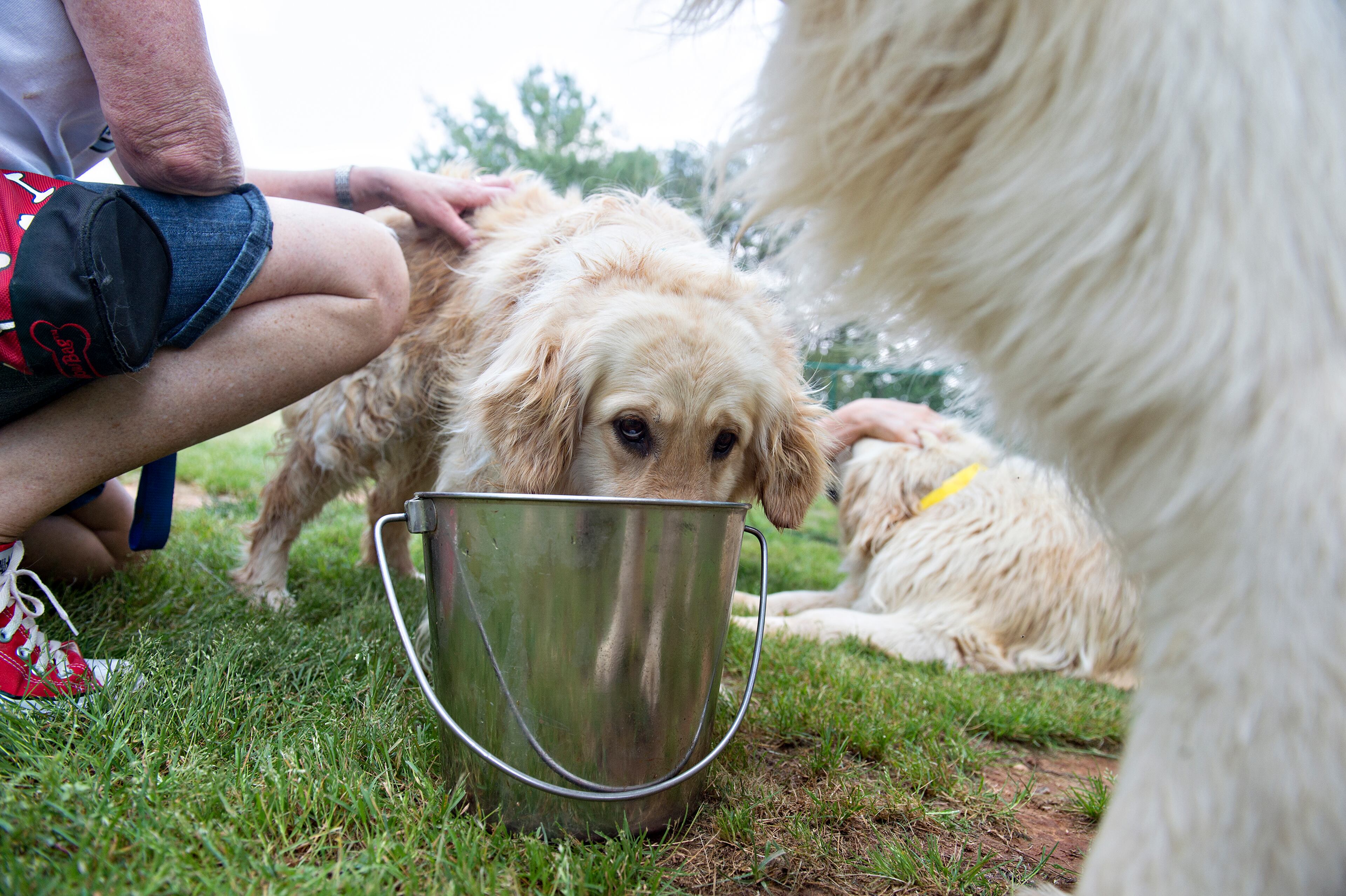 May 10, 2015 Alpharetta - A golden retriever takes a drink of water from a bucket at the Pet Lodge pet resort in Alpharetta on Sunday, May 10, 2015. 36 golden retrievers from Istanbul, Turkey have been brought to Atlanta by Adopt a Golden Atlanta in the largest rescue of golden retrievers internationally. The 36 dogs are either from shelters or are street dogs, and range in age from six months to 10 years. JONATHAN PHILLIPS / SPECIAL
