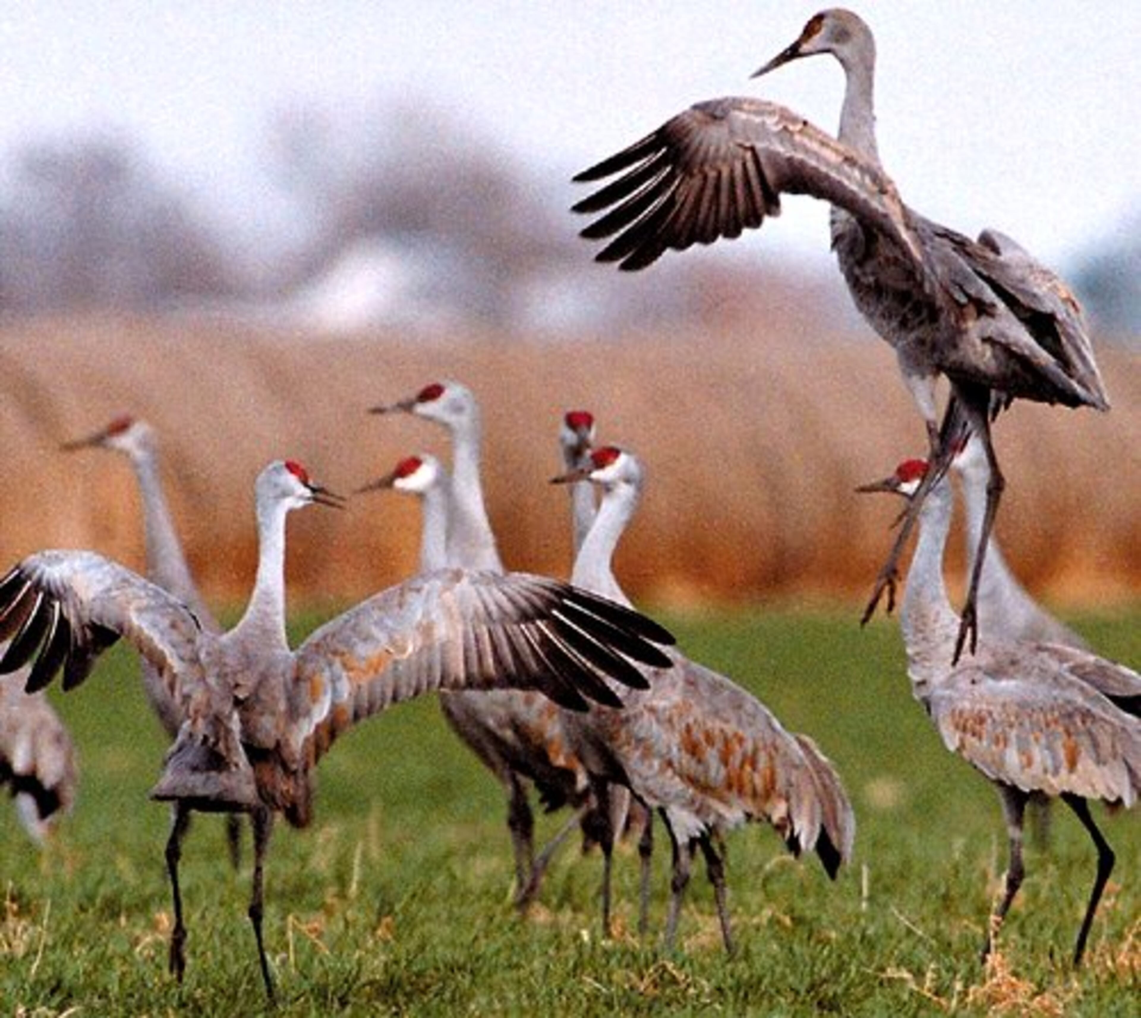 See the birds: Sandhill cranes flock in a field near Kearney, Neb. The Rowe Sanctuary, a National Audubon Society facility, sponsors the Rivers and Wildlife Celebration each year.
