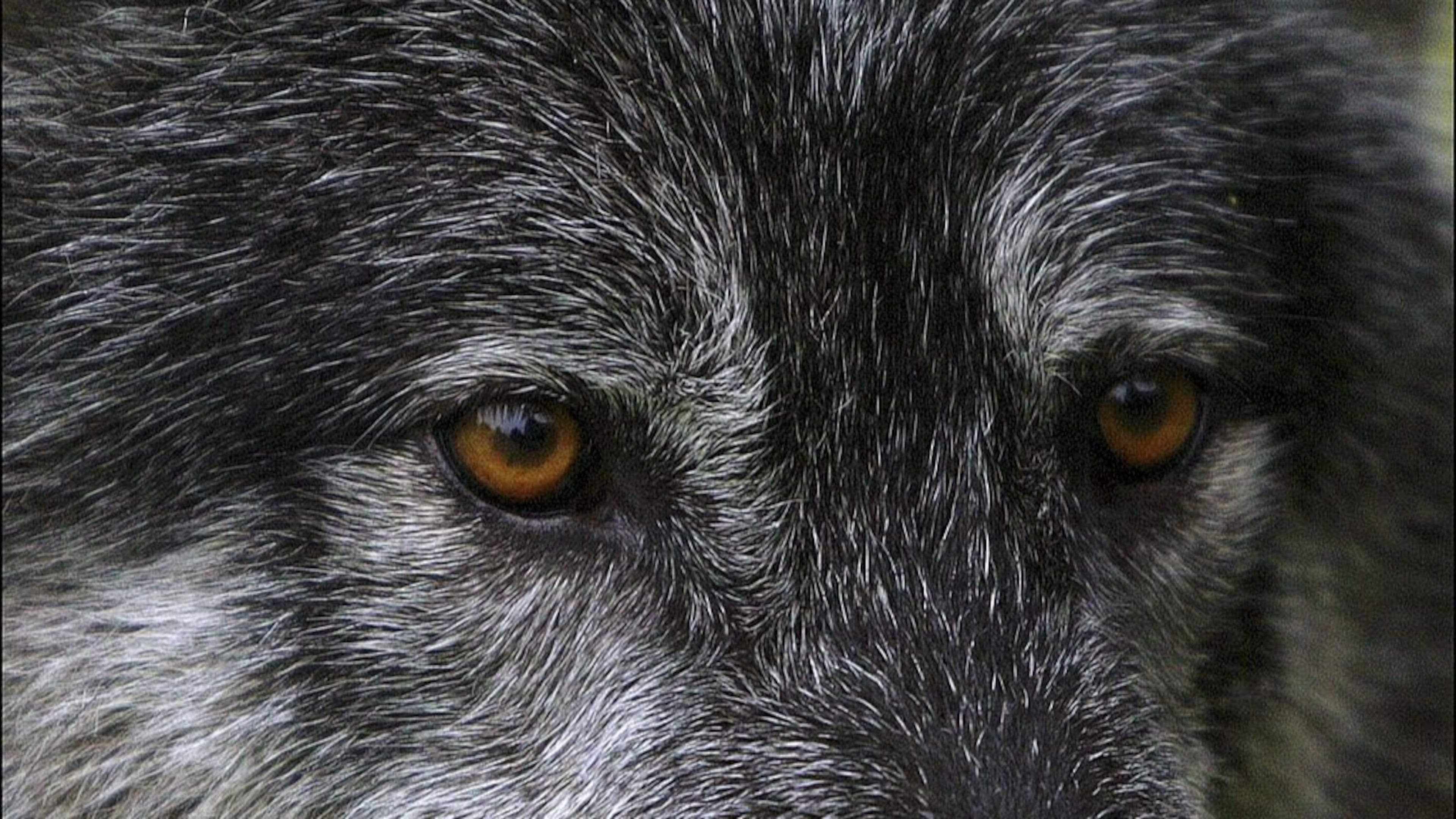 The grey wolf pictured here once inhabited vast swathes of North America, Europe and Asia. A coyote wolf hybrid has now evolved in some of the places once dominated by the wolf.