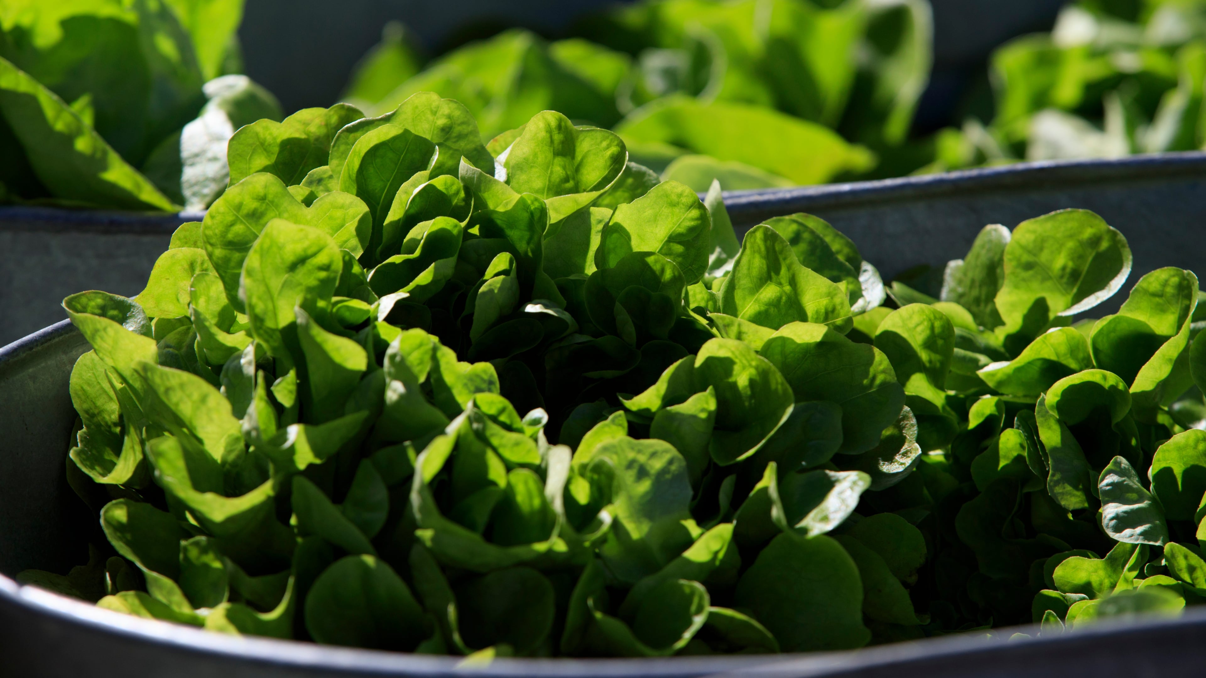 FILE - Organic lettuce is displayed in Falls Church, Va., Saturday, March 11, 2017. (AP Photo/J. Scott Applewhite)