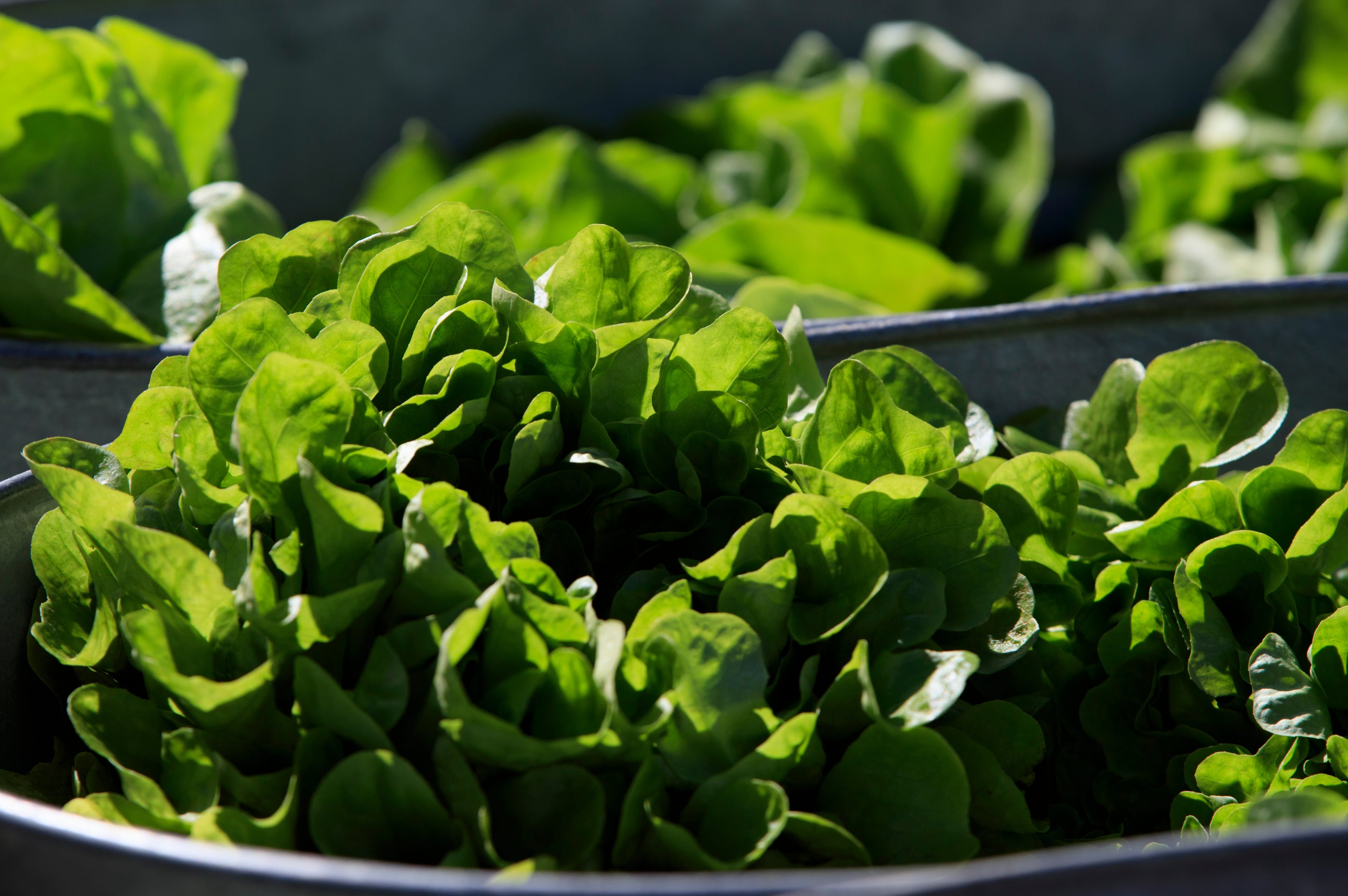 Wilting Lettuce Demand.