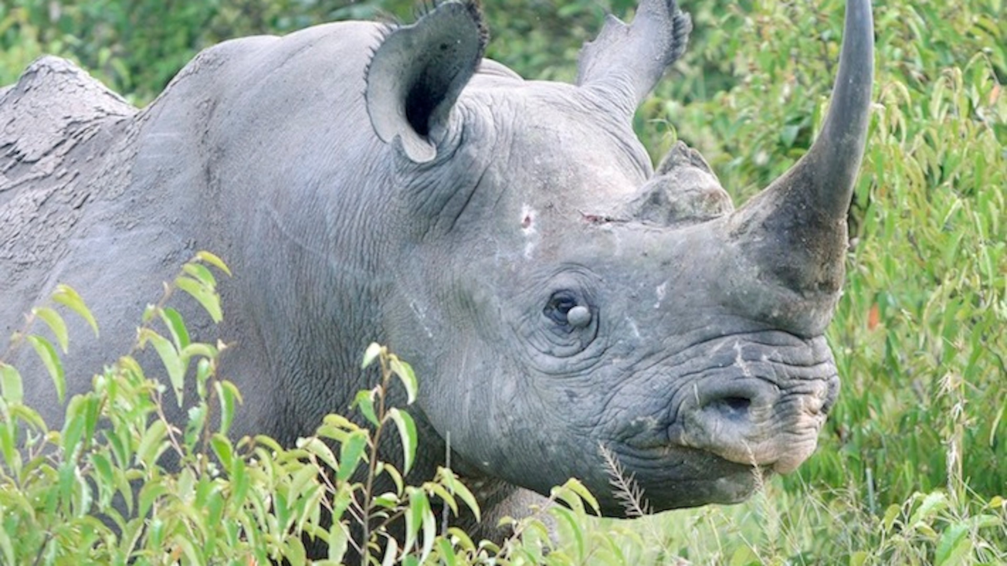 A rhinoceros is typically among the more difficult animals to find during a game drive in the Maasai Mara National Reserve in Kenya. This one was resting and feeding in a clump of bushes. (Sam Cook/Duluth News Tribune/TNS)