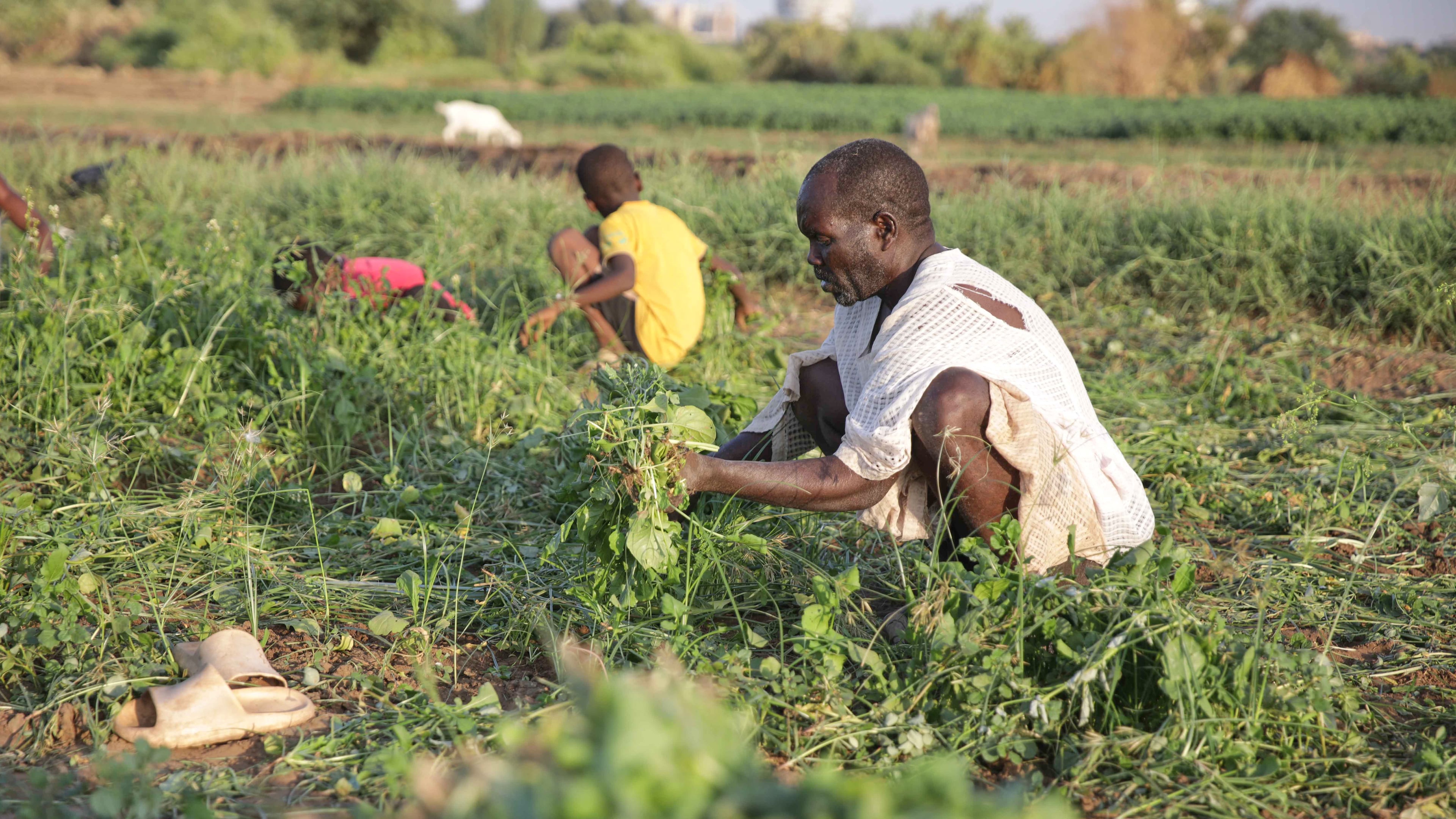 A Sudanese farmer harvests arugula crop in Khartoum, Sudan, Monday, Oct. 5, 2026. (AP Photo/Marwan Ali)