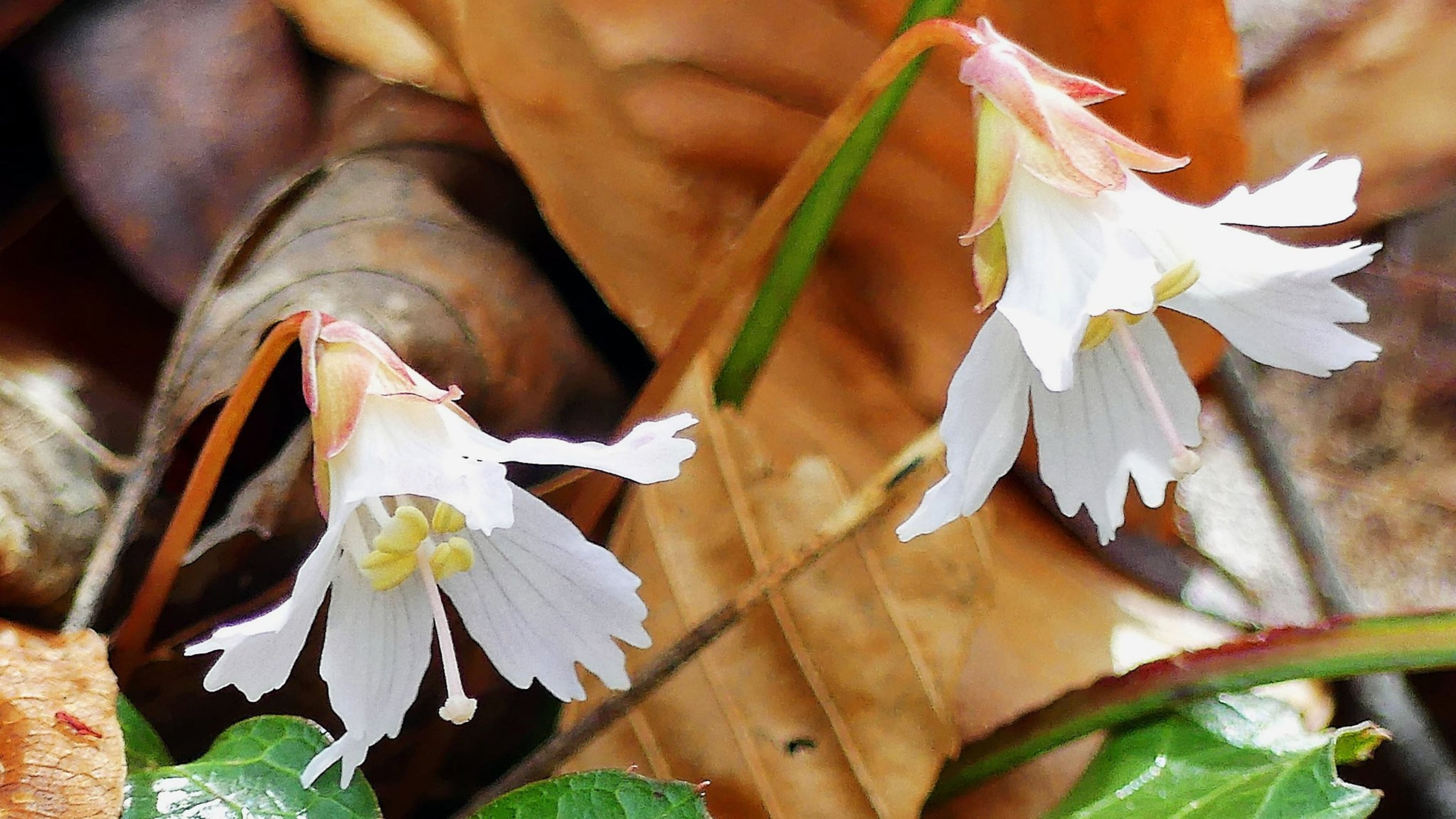 The storied Oconee bell is one of the South’s most beautiful and rarest wildflowers. Its common name comes from its bell-like flowers and the South Carolina county, Oconee, in which it was first discovered. CONTRIBUTED BY CHARLES SEABROOK