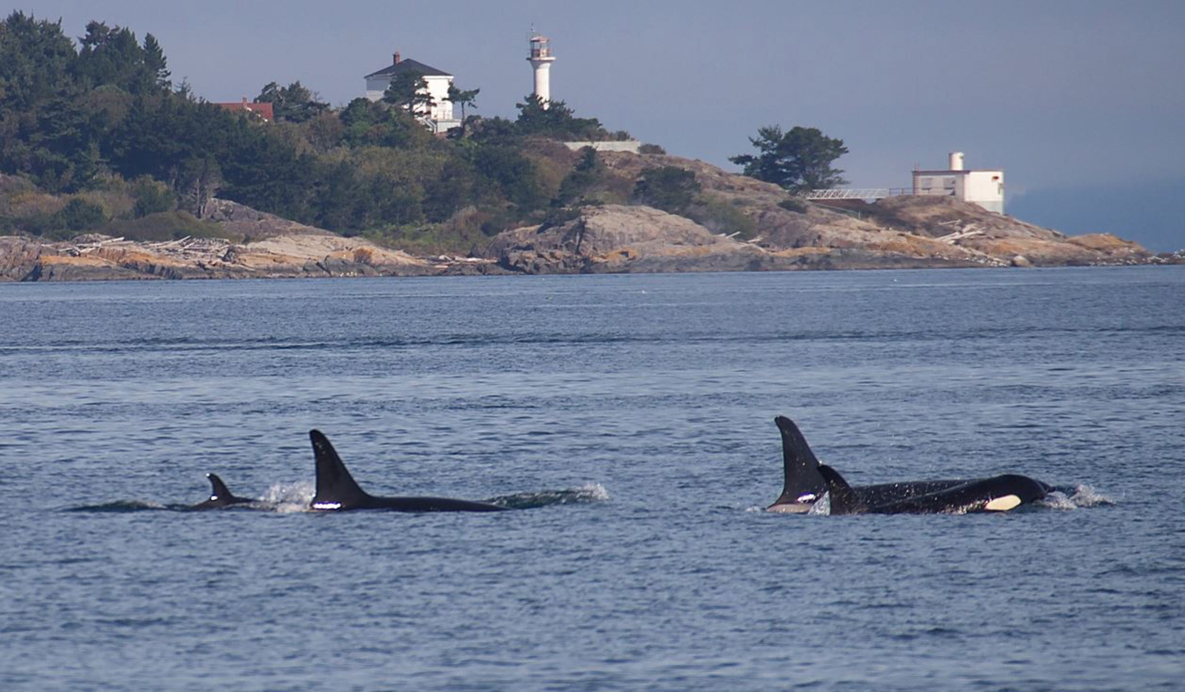 Crews from the Pacific Whale Watch Association spotted a new calf today in L-Pod, one of three resident pods in Puget Sound’s endangered Southern Resident Community. The baby, dubbed L122 by the Center for Whale Research, is the first born to L91, a 20-year-old female.