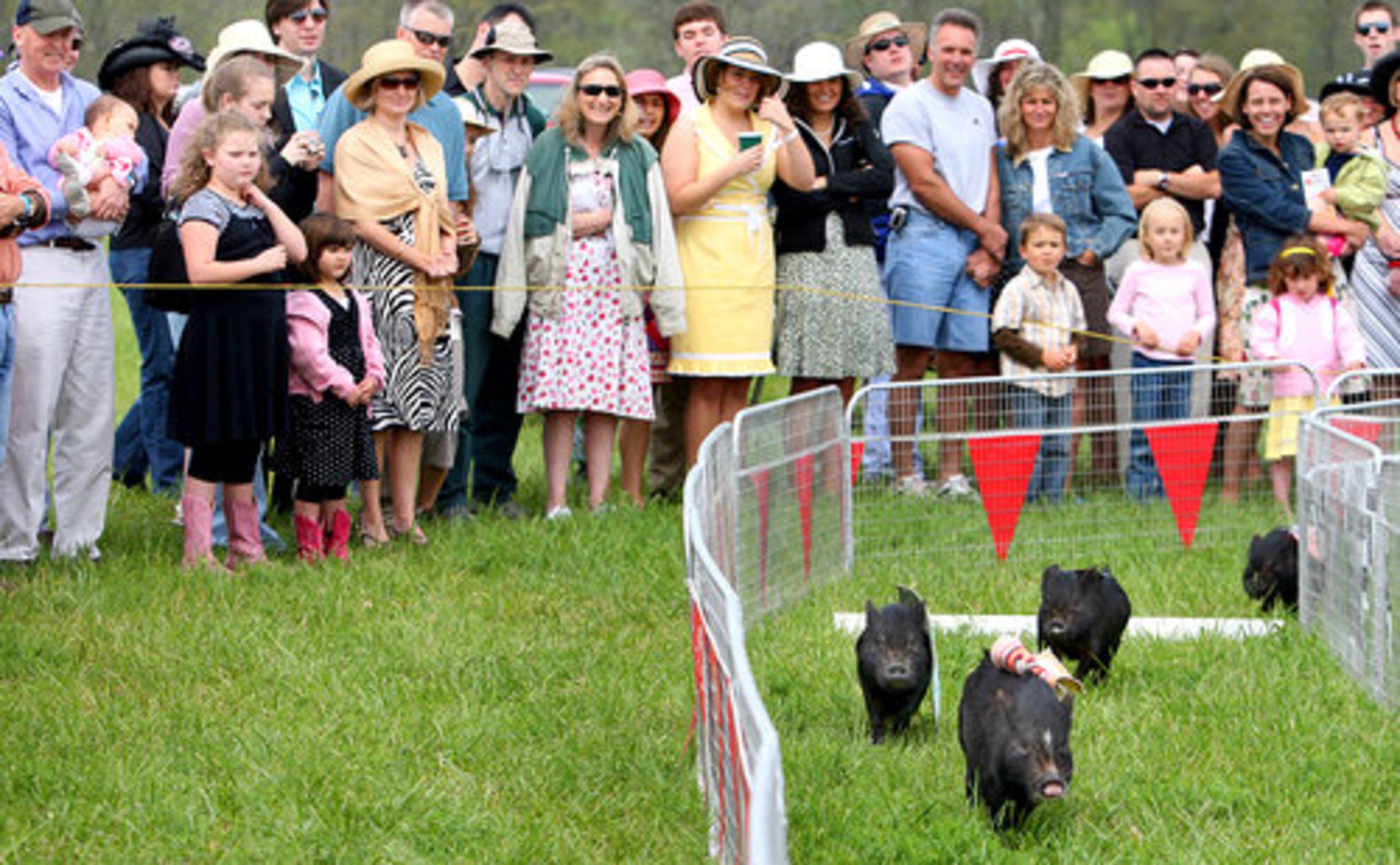 A large crowd gathers to watch pigs race around a small track.