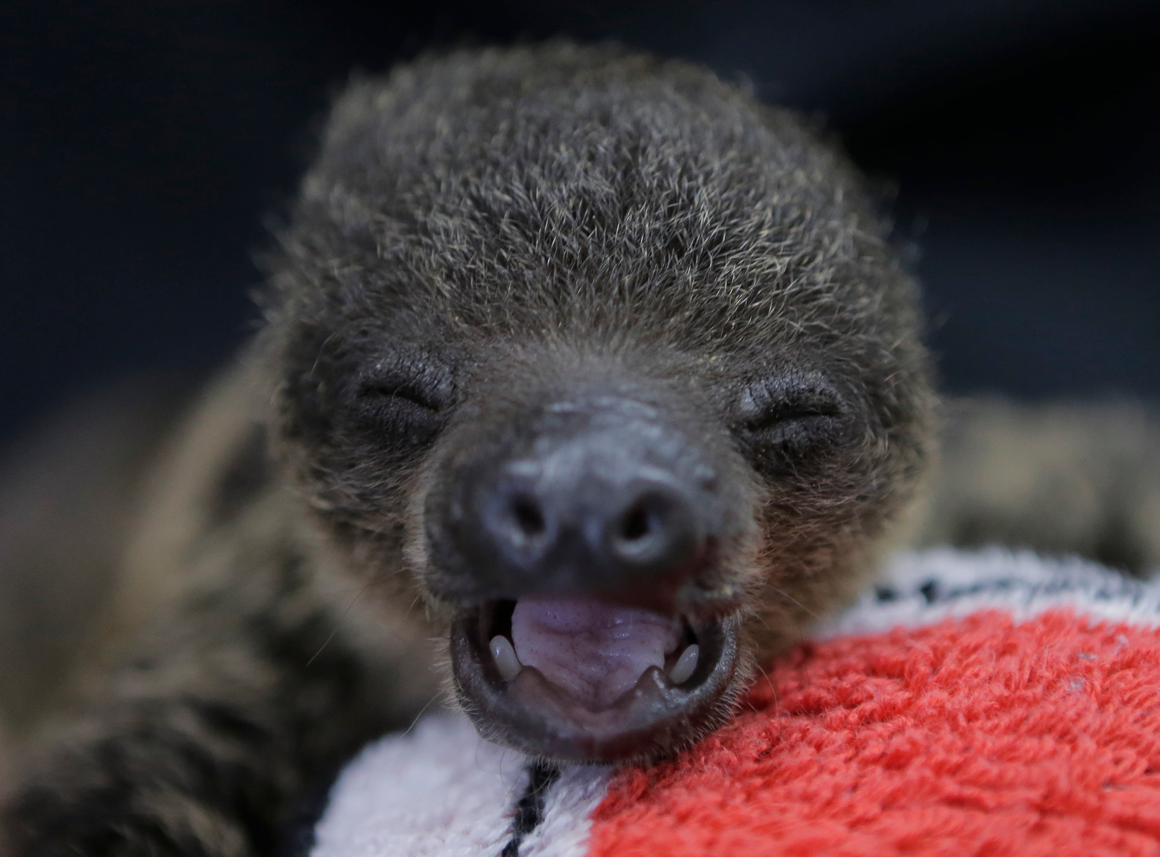 Don't worry baby two-toed sloth at the Chiba Zoological Park near Tokyo, you'll look cuter soon. (AP Photo/Itsuo Inouye)