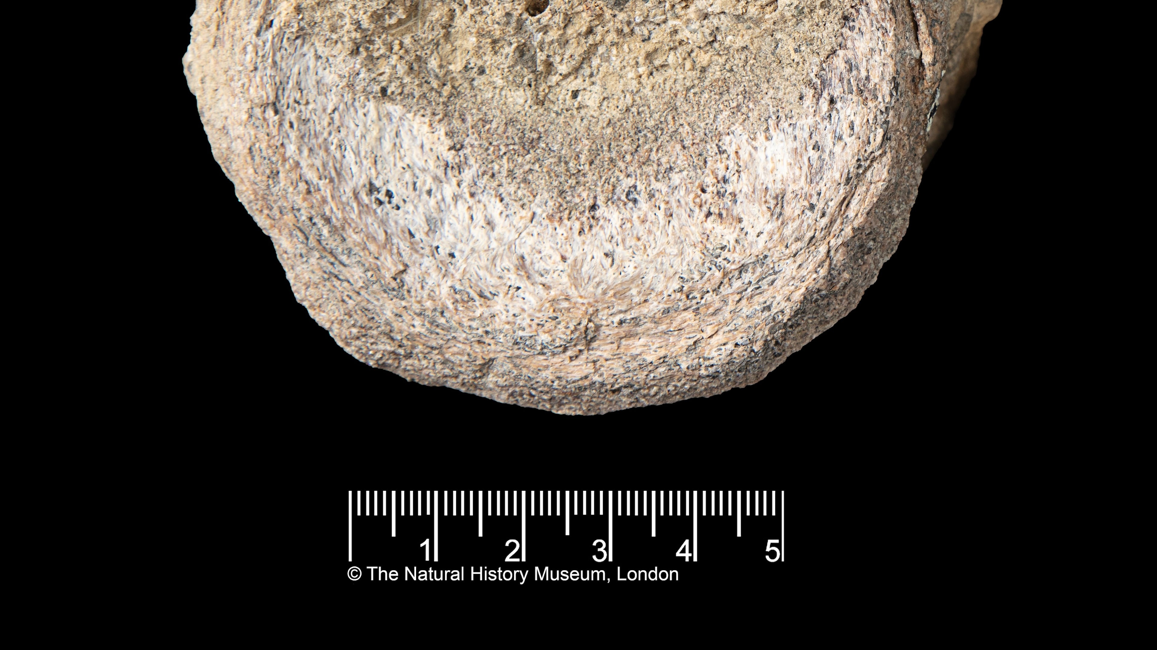 This image provided by the Natural History Museum shows a fossil found in Antarctica that belongs to a group of dinosaurs called titanosaurs. (Natural History Museum via AP)
