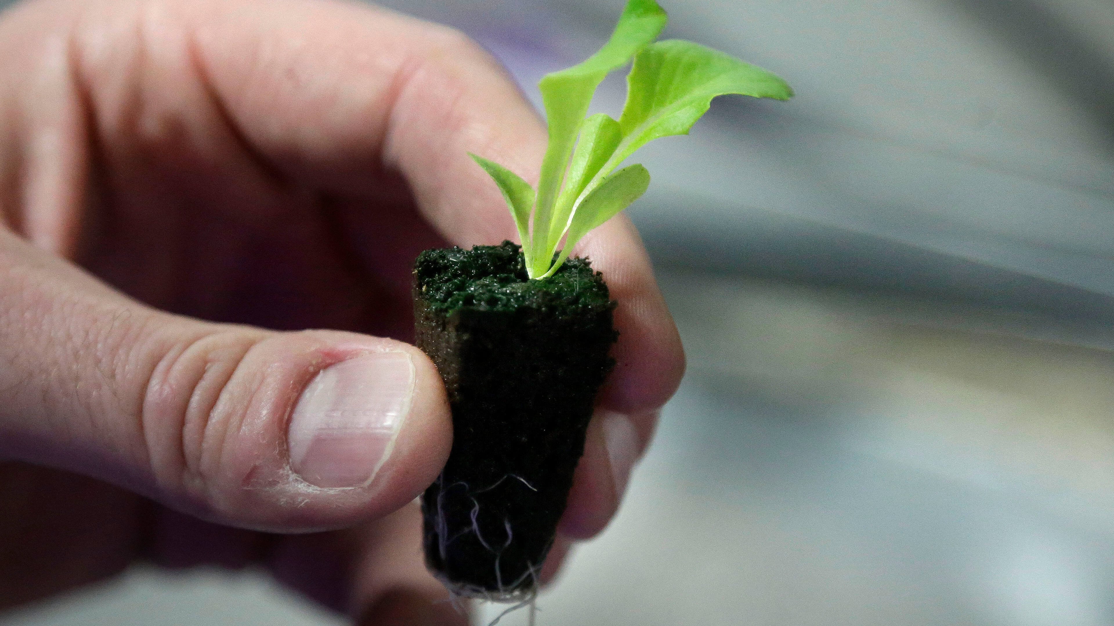A lettuce seedling is displayed in Boston on Dec. 8, 2015. (AP Photo/Steven Senne)
