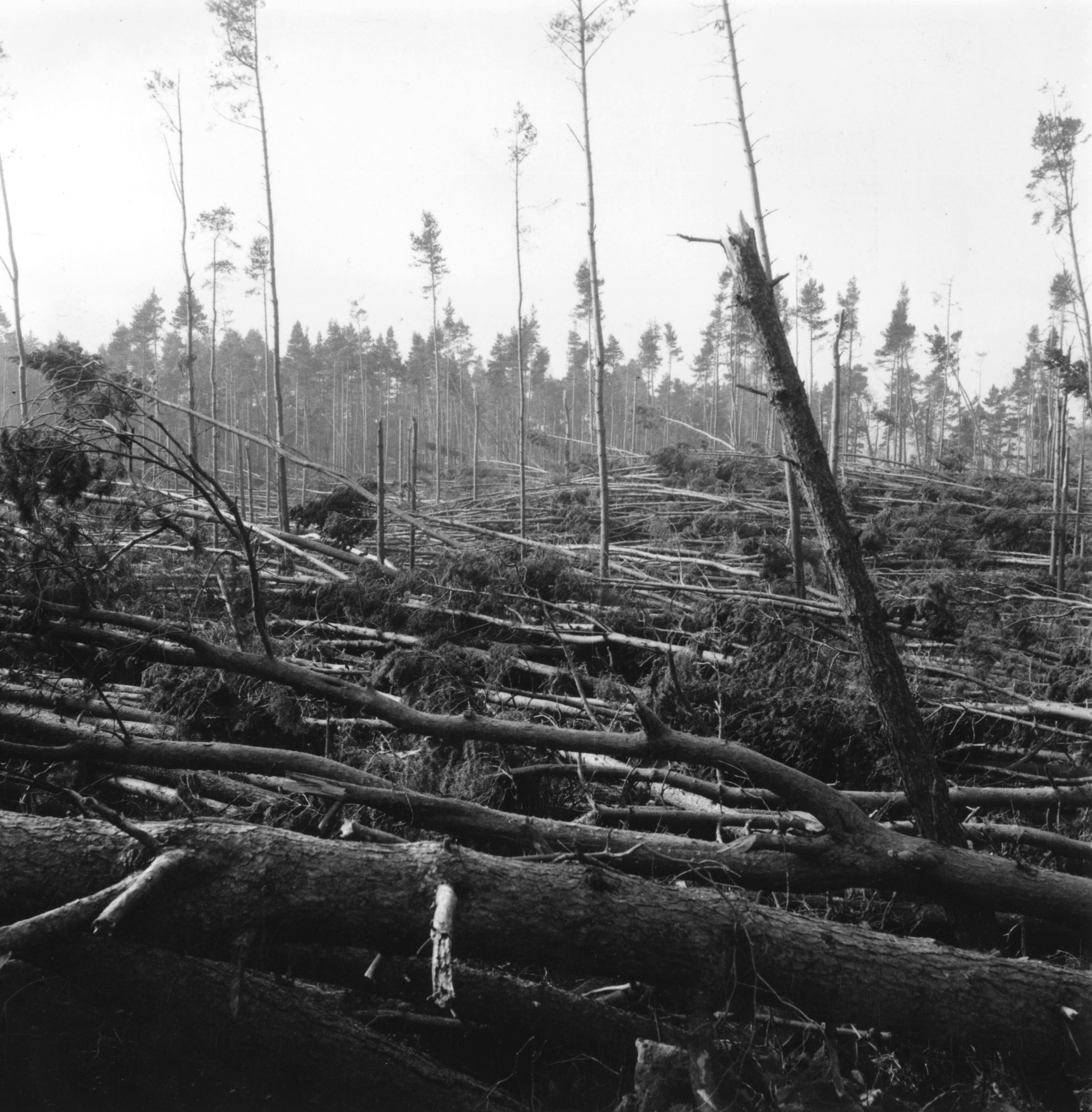 UK HURRICANE, 1953: This destructive storm system triggered the North Sea floods, which ravaged the coastal areas of England and Scotland. Over 2,400 perished, most by drowning. Part of a forest destroyed by a hurricane which swept over north east Scotland. On January 31st, 1953, a hurricane felled an estimated 35 million cubic feet of timber in the Dee, Don and Spey Valleys. (Photo by Kurt Hutton/Picture Post/Getty Images)