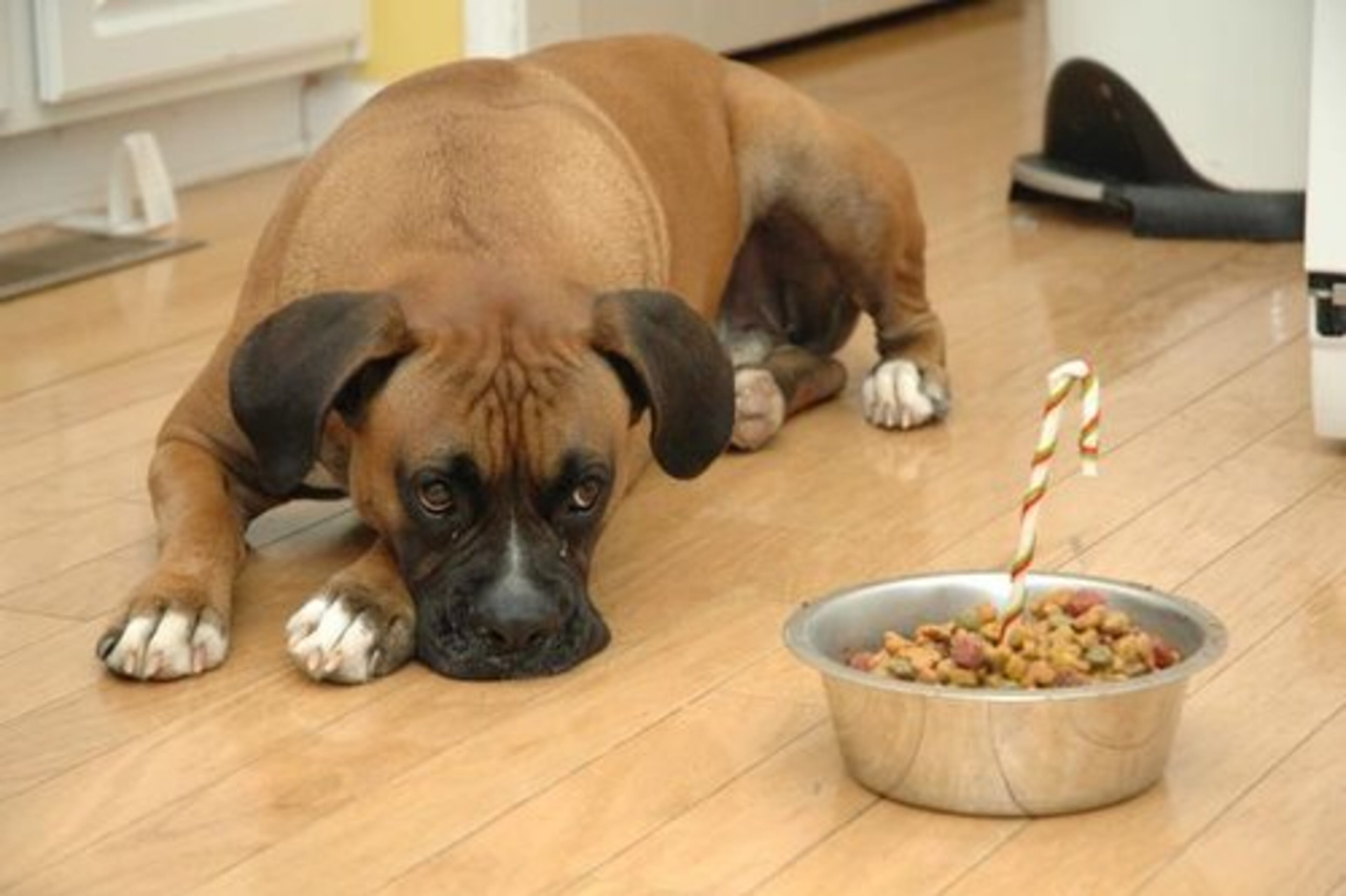 5. BOXER (B) Luke turns two years old. I think he was hoping for a party.