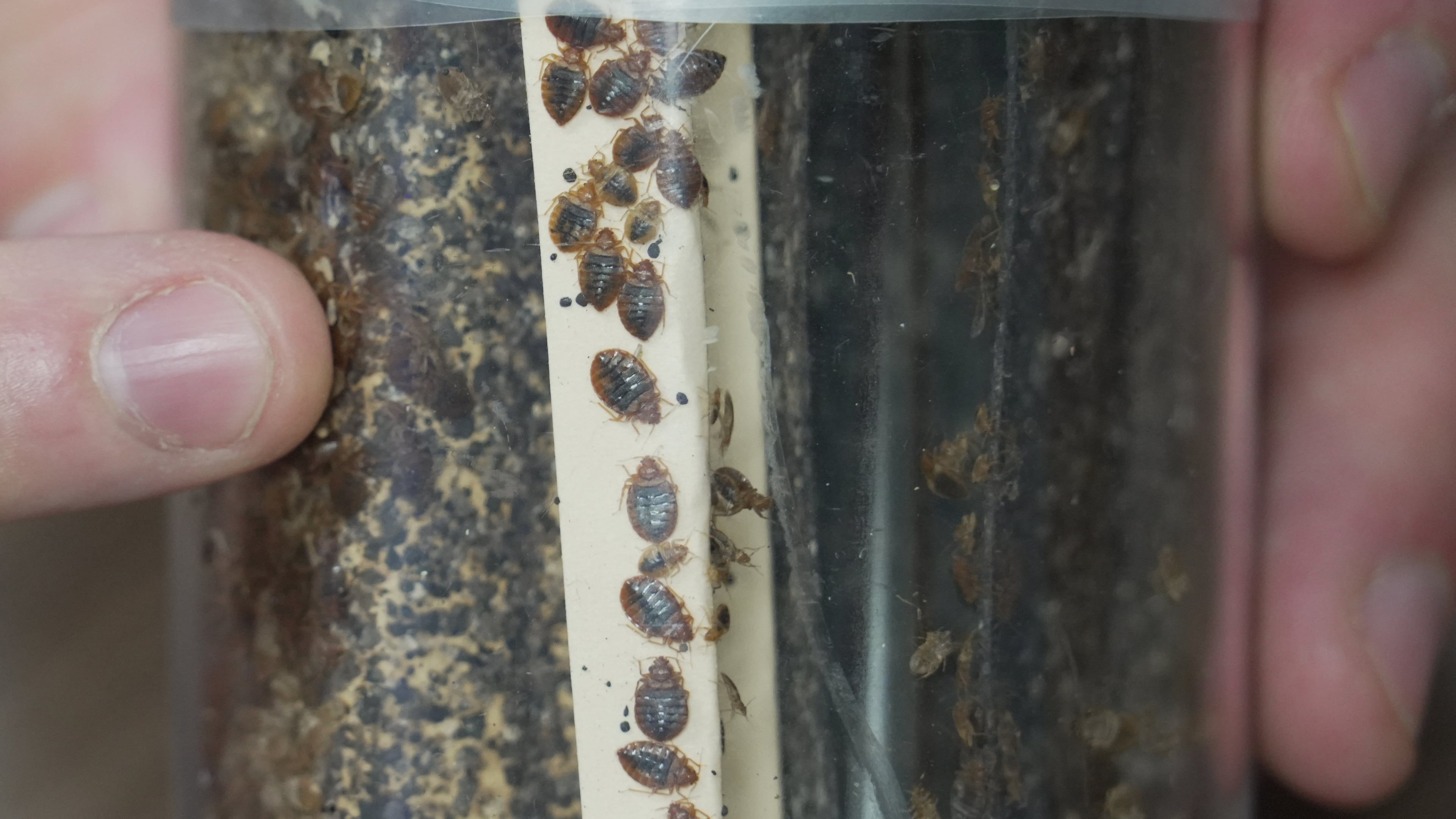 Assistant Professor Christopher Hayes uses the heat of his finger to stimulate a colony of bedbugs in his office at North Carolina State University in Raleigh, N.C., on Monday, Aug. 3, 2026. (AP Photo/Allen G. Breed)