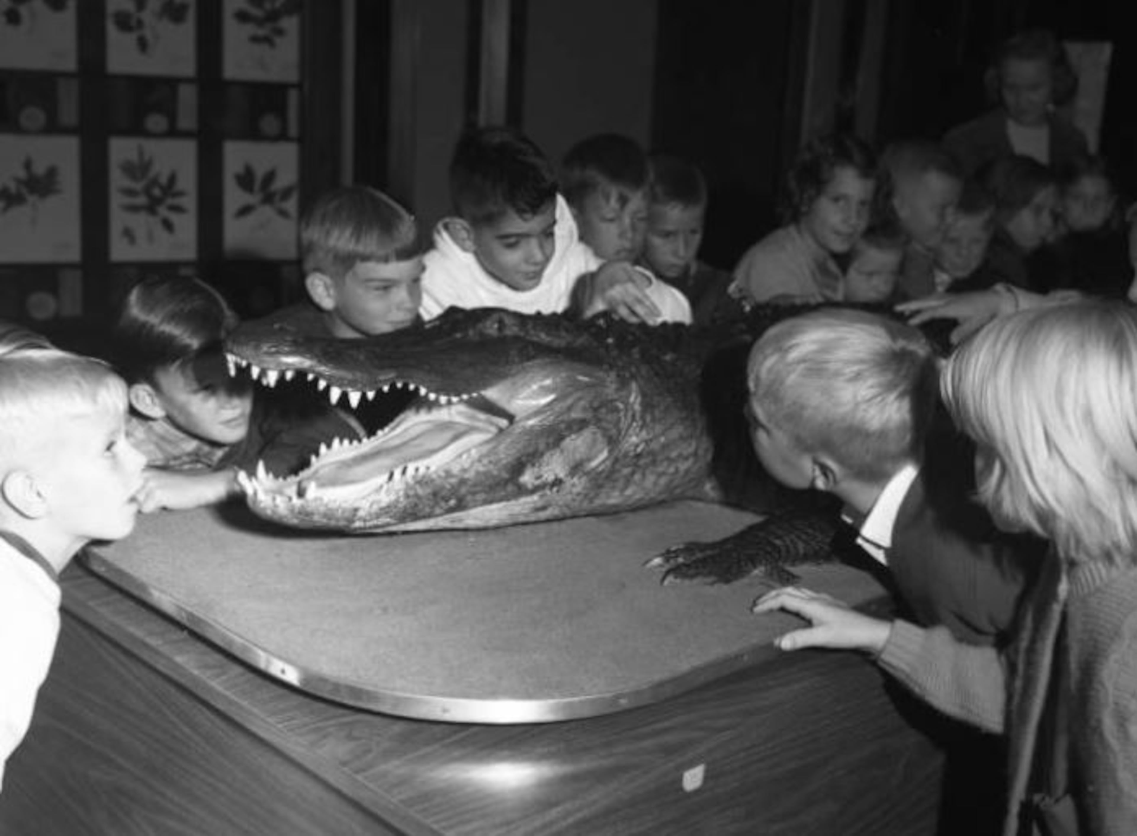 Oct. 23, 1968 -- Students examine a taxidermied crocodile at the at the Fernbank Science Center. KENNETH ROGERS / AJC PHOTO ARCHIVES