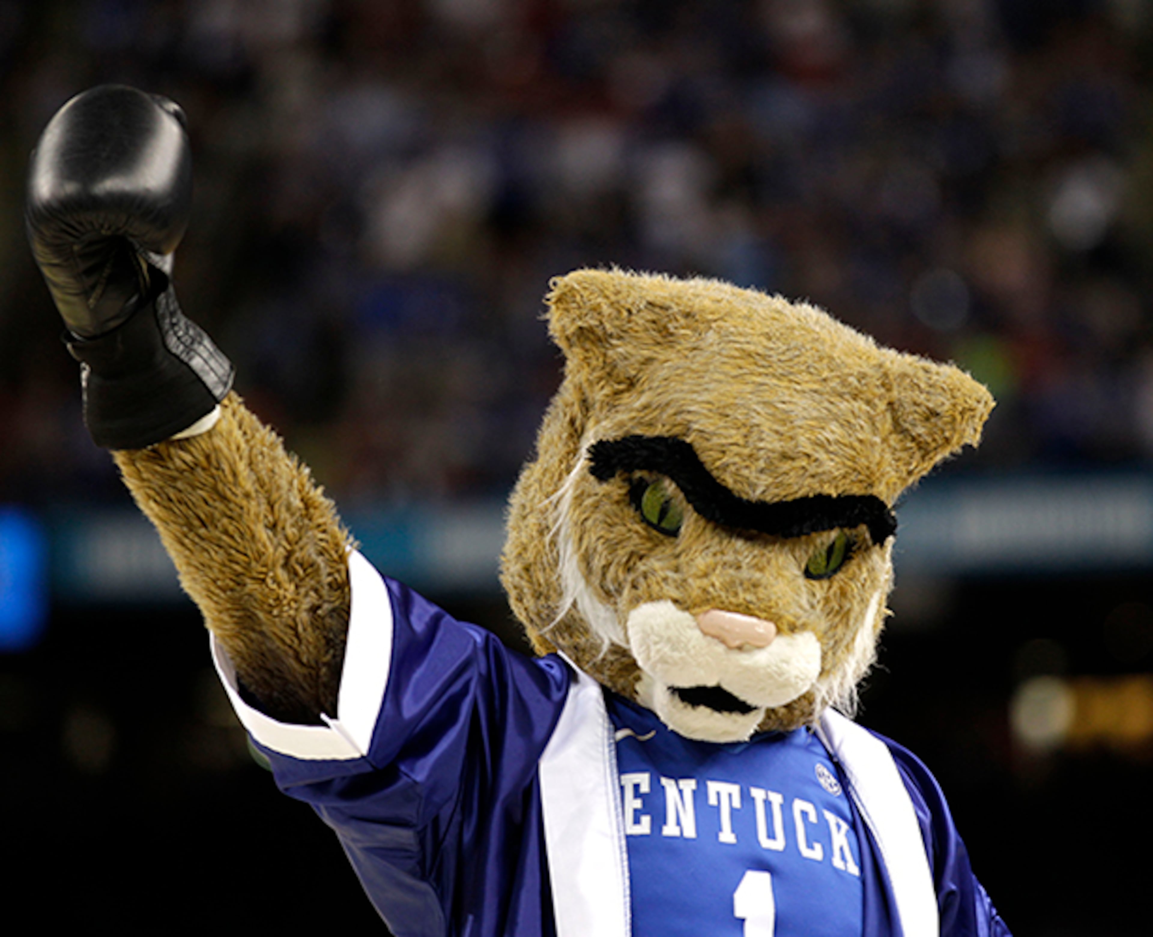 9. The Kentucky mascot made his debut in 1976. Ironically, Kentucky's live mascot, Blue, is a bobcat.