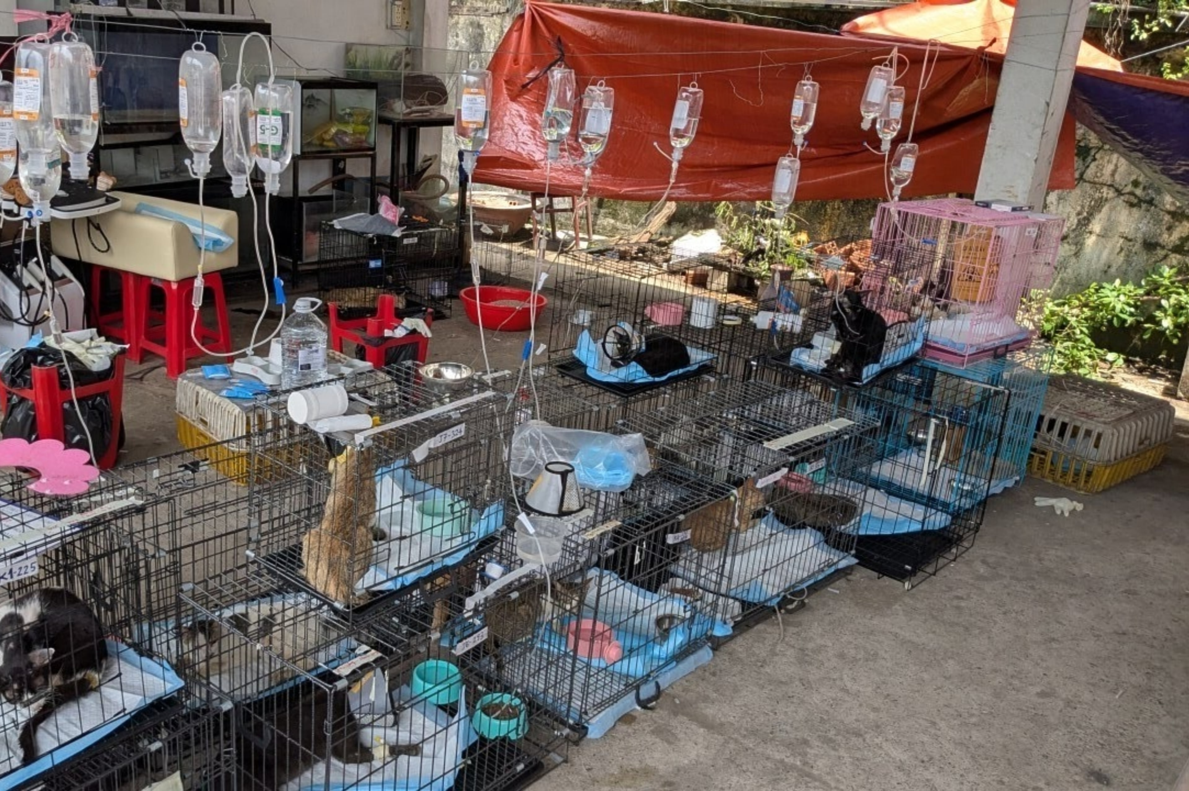 Vietnam-Cat Rescue