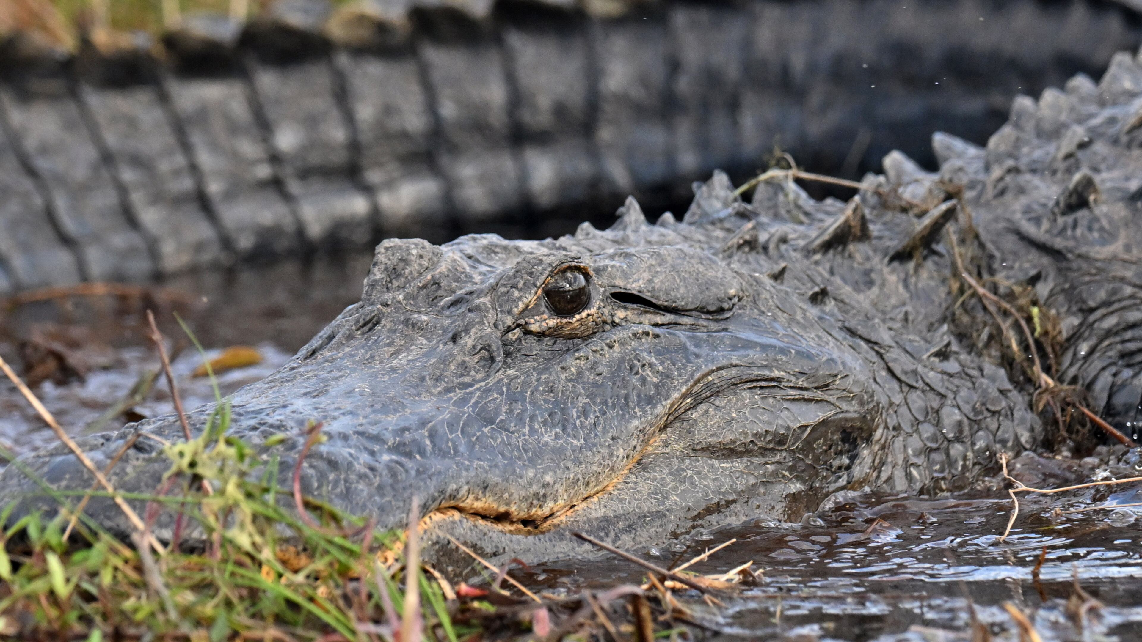 An American alligator surfaces in the Okefenokee Swamp on Monday, Mar. 18, 2024. (Hyosub Shin / Hyosub.Shin@ajc.com)