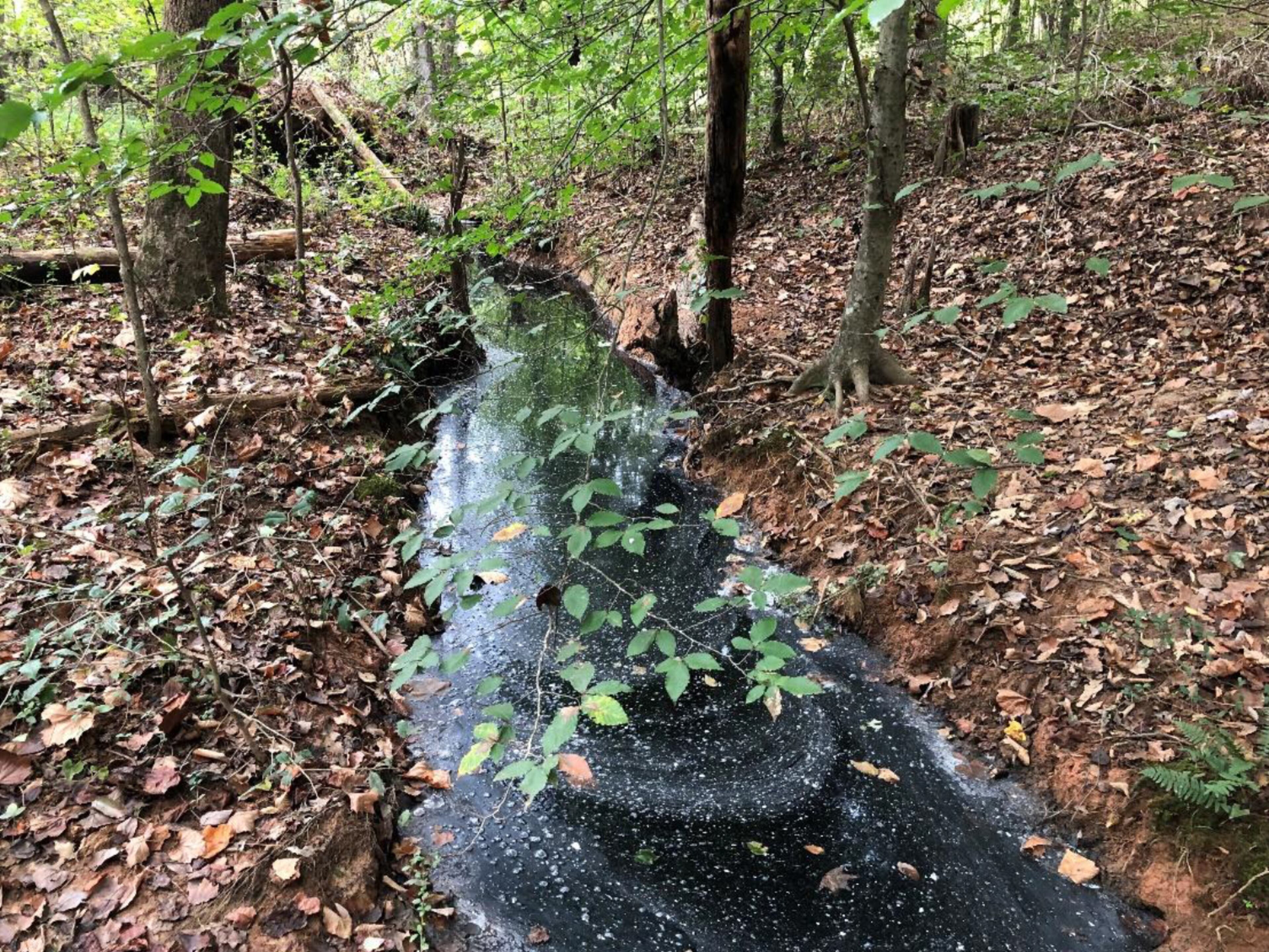 Runoff from Georgia Renewable Power's Franklin County biomass plant polluted 4.6 miles of a nearby creek in October 2019 and killed an estimated 2,100 fish, state environmental authorities found. Photograph was taken by Anthony Rabern. Courtesy of Georgia Department of Natural Resources