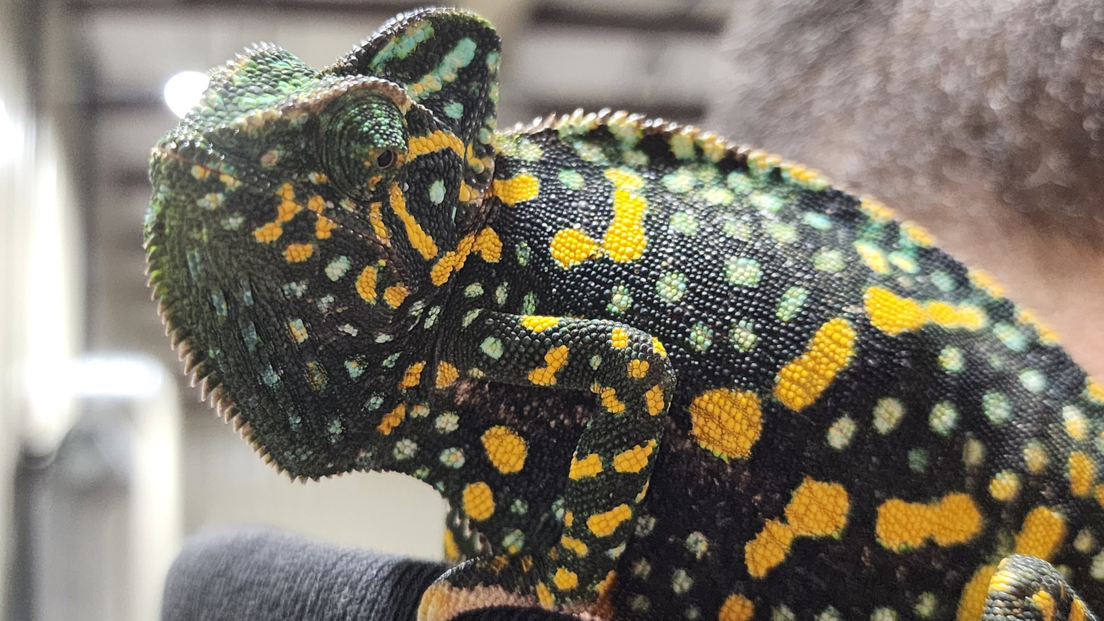 Shop for a new family pet, such as this veiled chameleon, and learn more about reptiles at Repticon at Gwinnett County Fairgrounds on Saturday and Sunday, April 11-12. (Courtesy of Repticon)