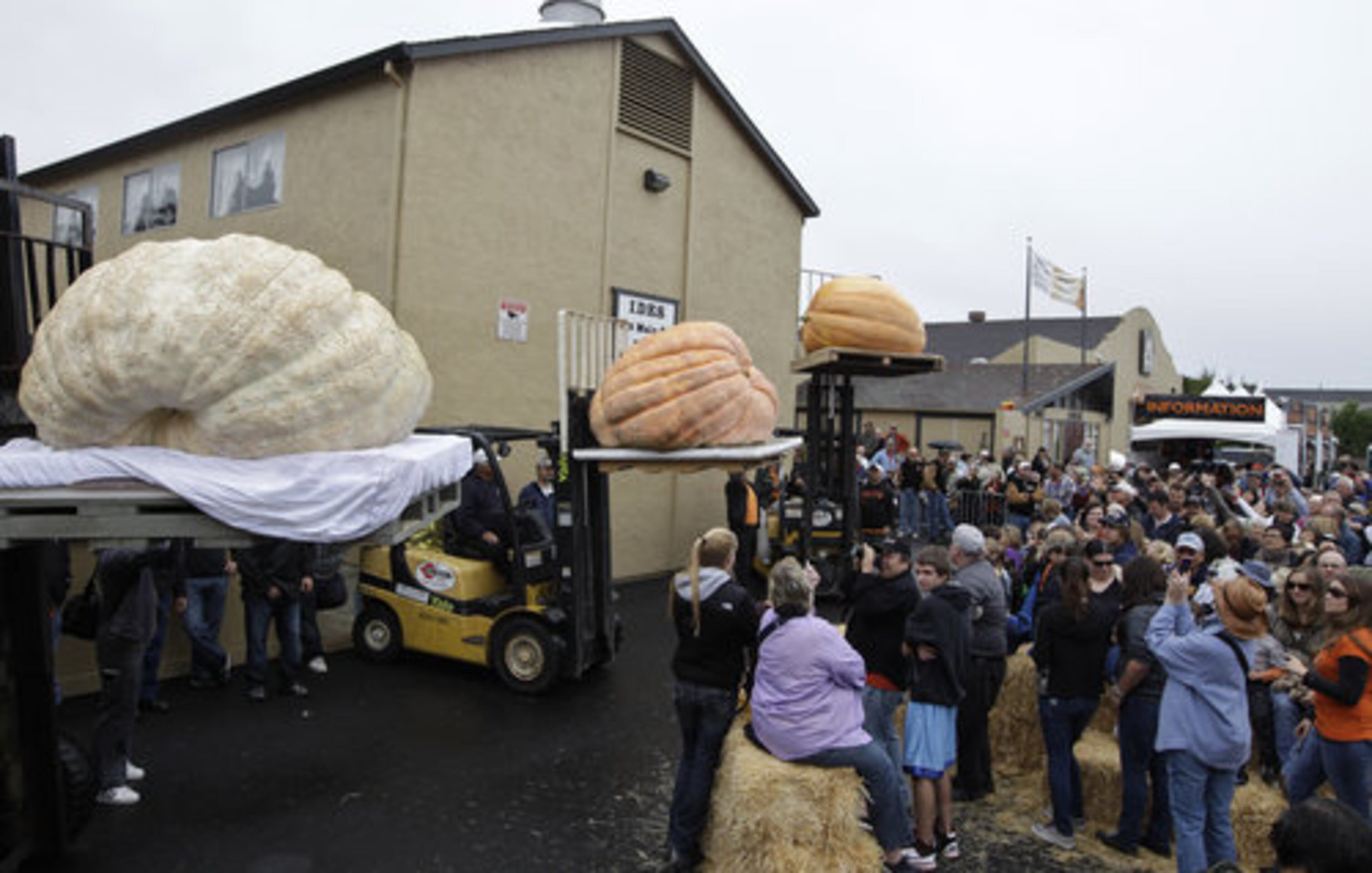 Three of the heaviest pumpkins are on display for the crowd to enjoy.