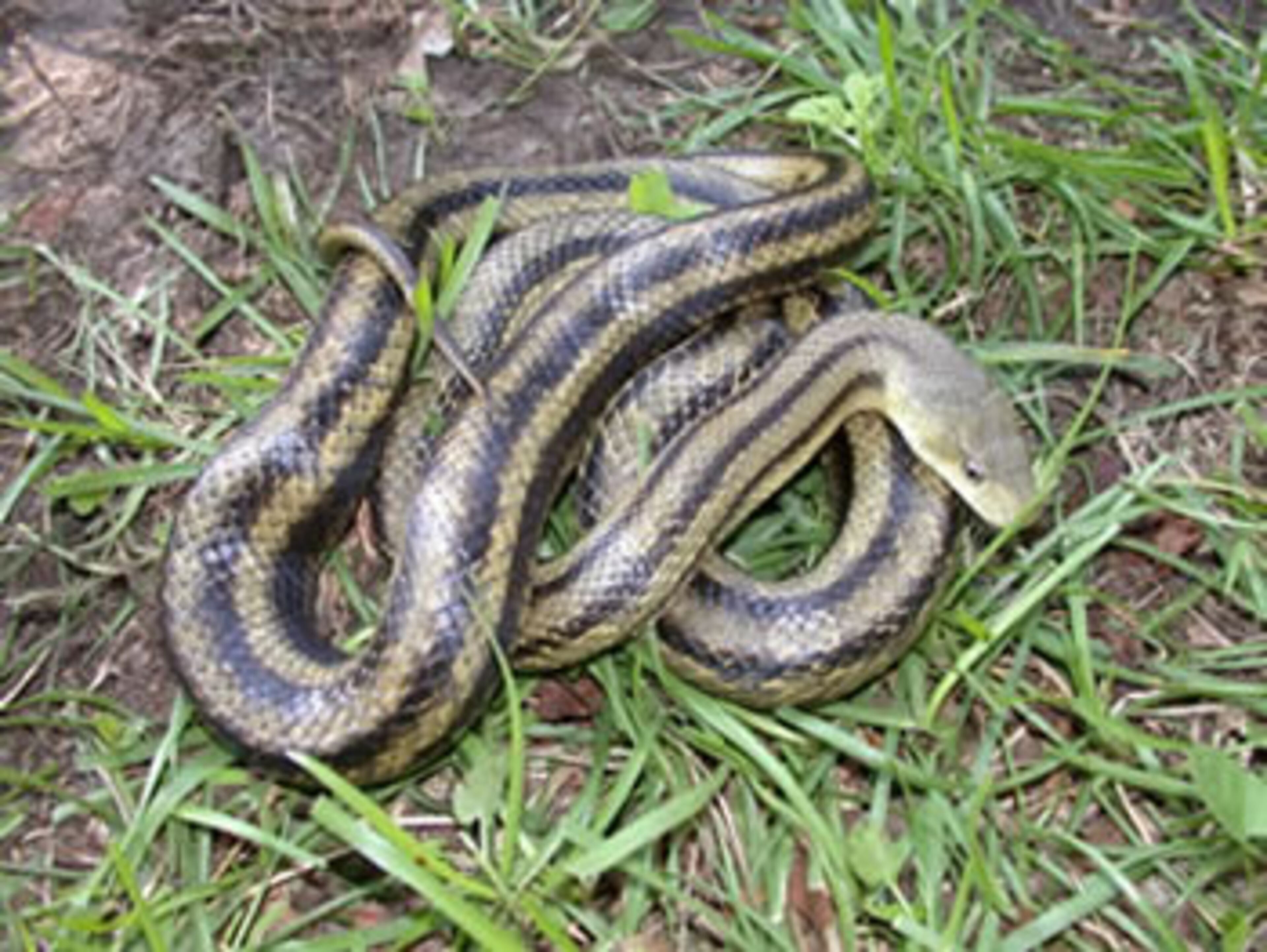 The yellow RAT SNAKE is found along the Georgia coast. INFO BY: Trey Dunn - edited by Whit Gibbons.