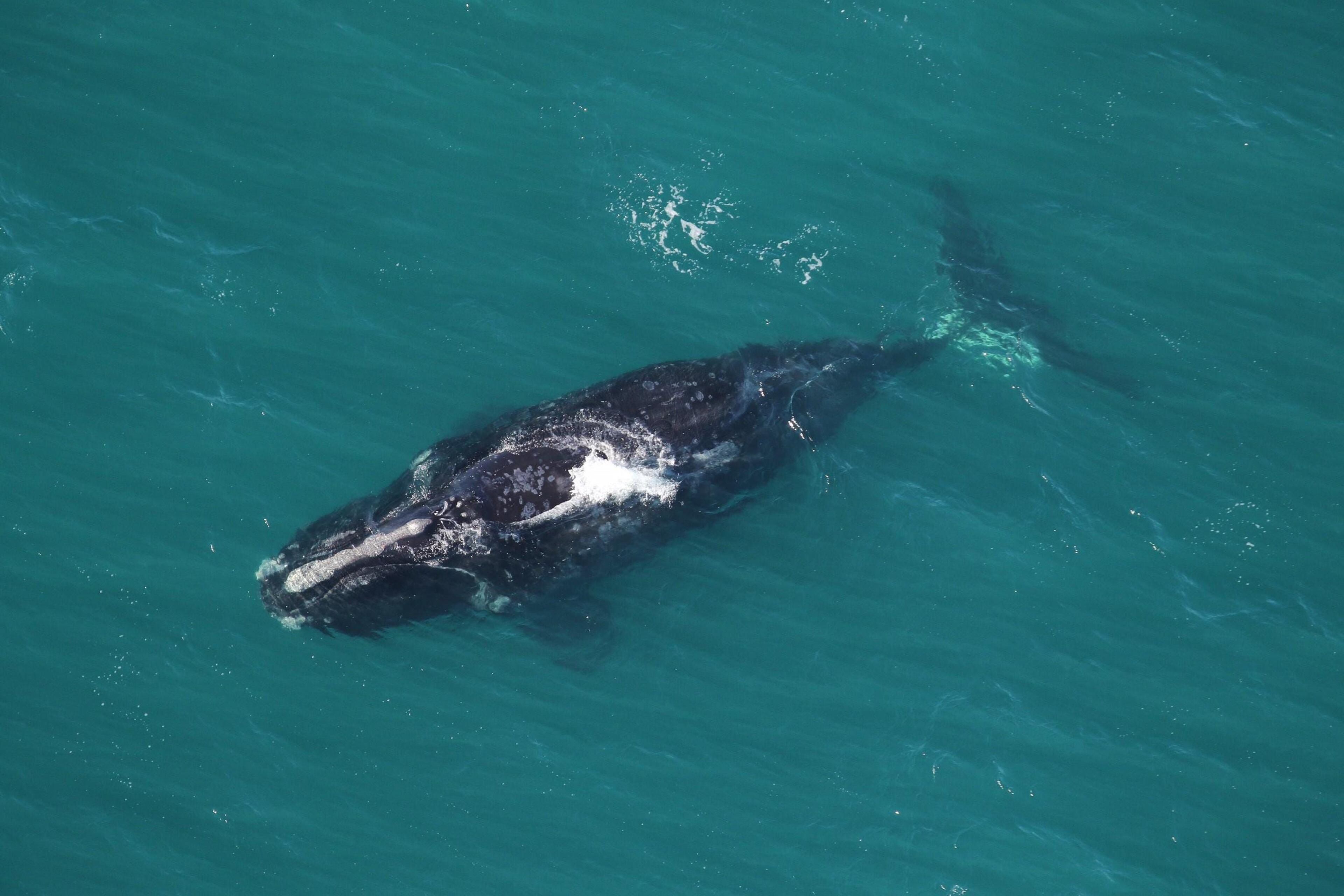 This North Atlantic right whale was one of two spotted a few years ago traveling south offshore of Little St. Simons Island.