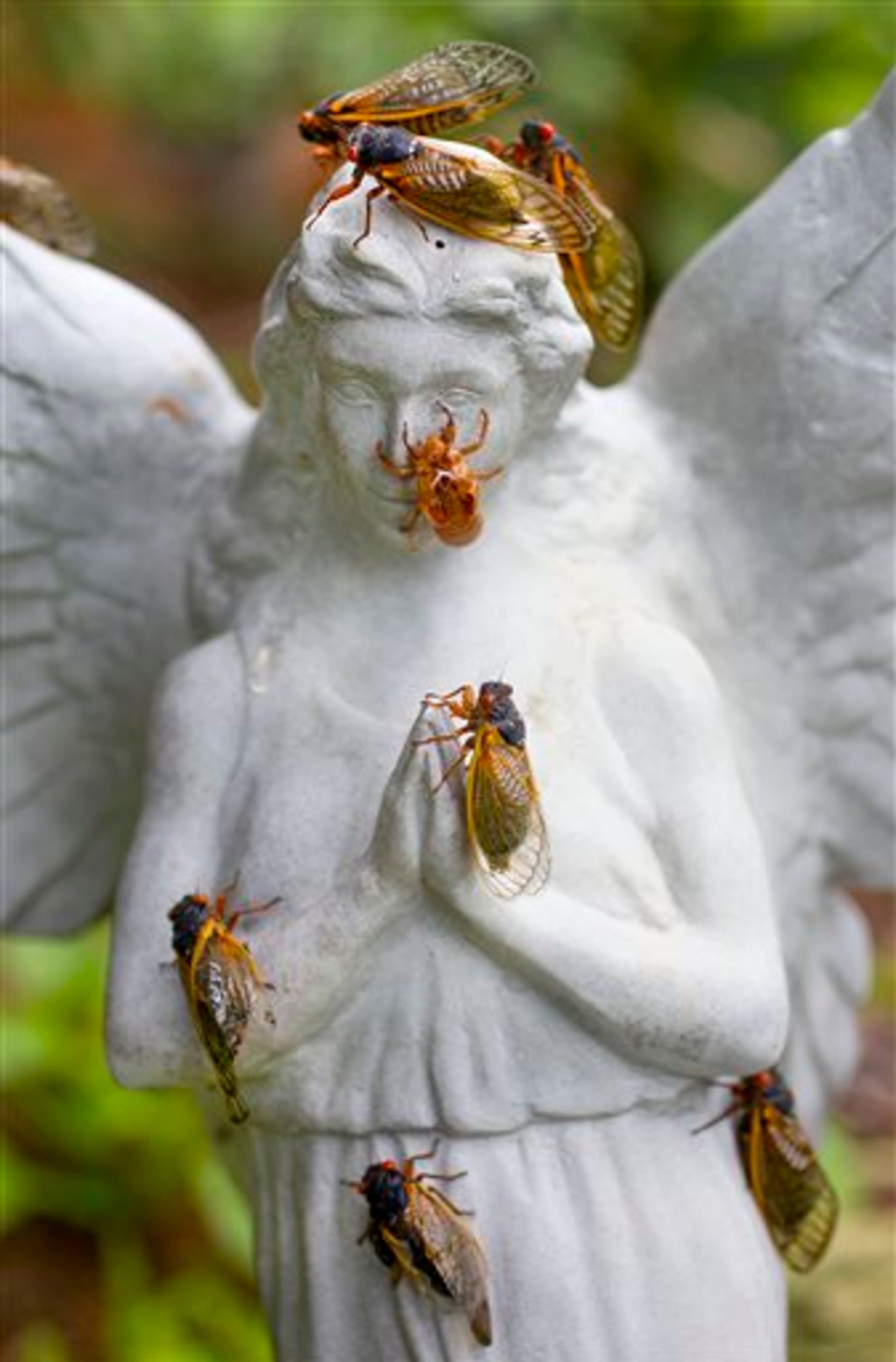 A statue is covered with cicadas at Preston Bolick's home in Stoneville, N.C. in this May 16, 2013 photo. (AP Photo/News & Record, H. Scott Hoffman)