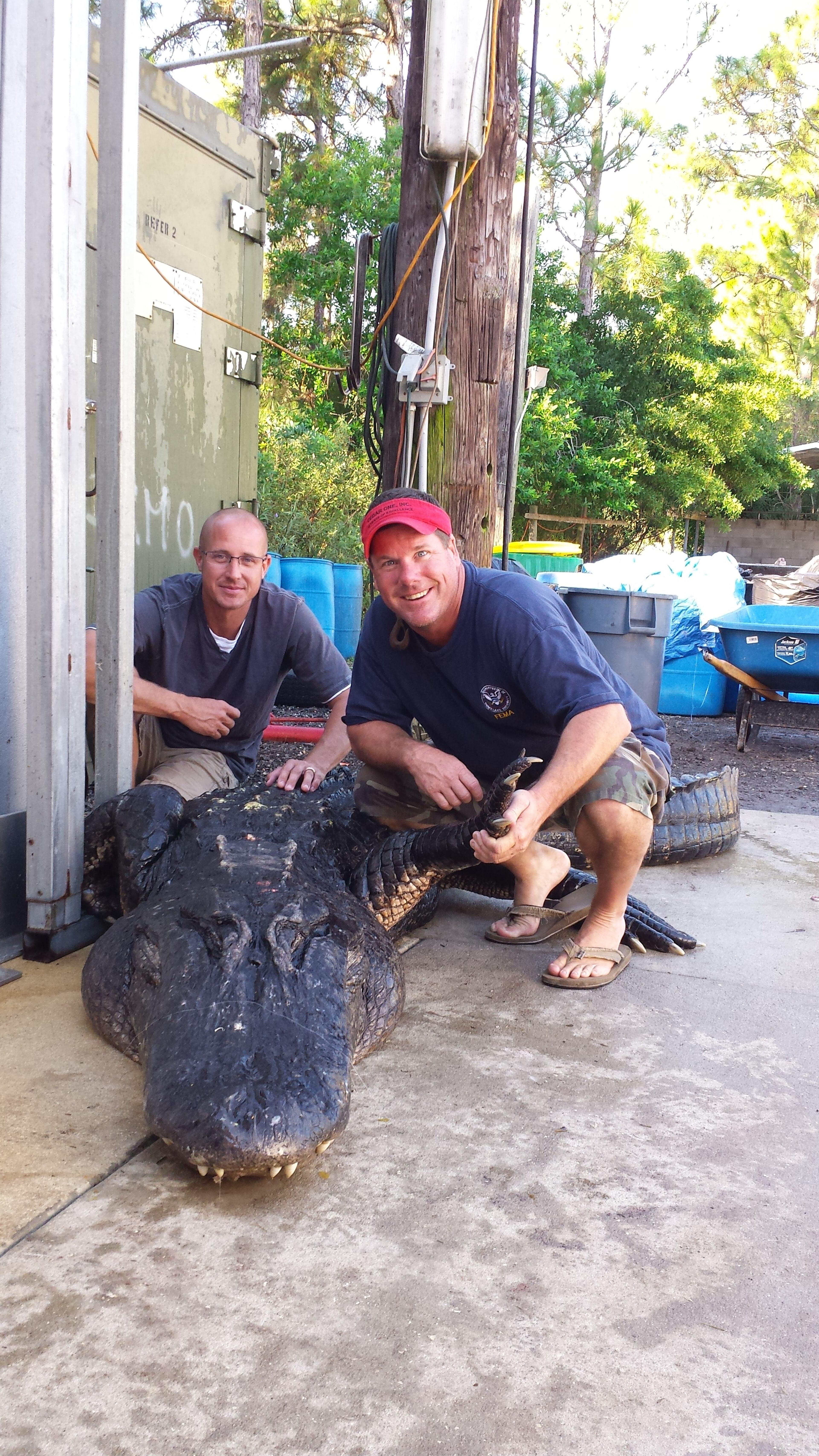 Man captures huge alligator in the St. Johns River in St. Johns County near the Riverdale Boat ramp.