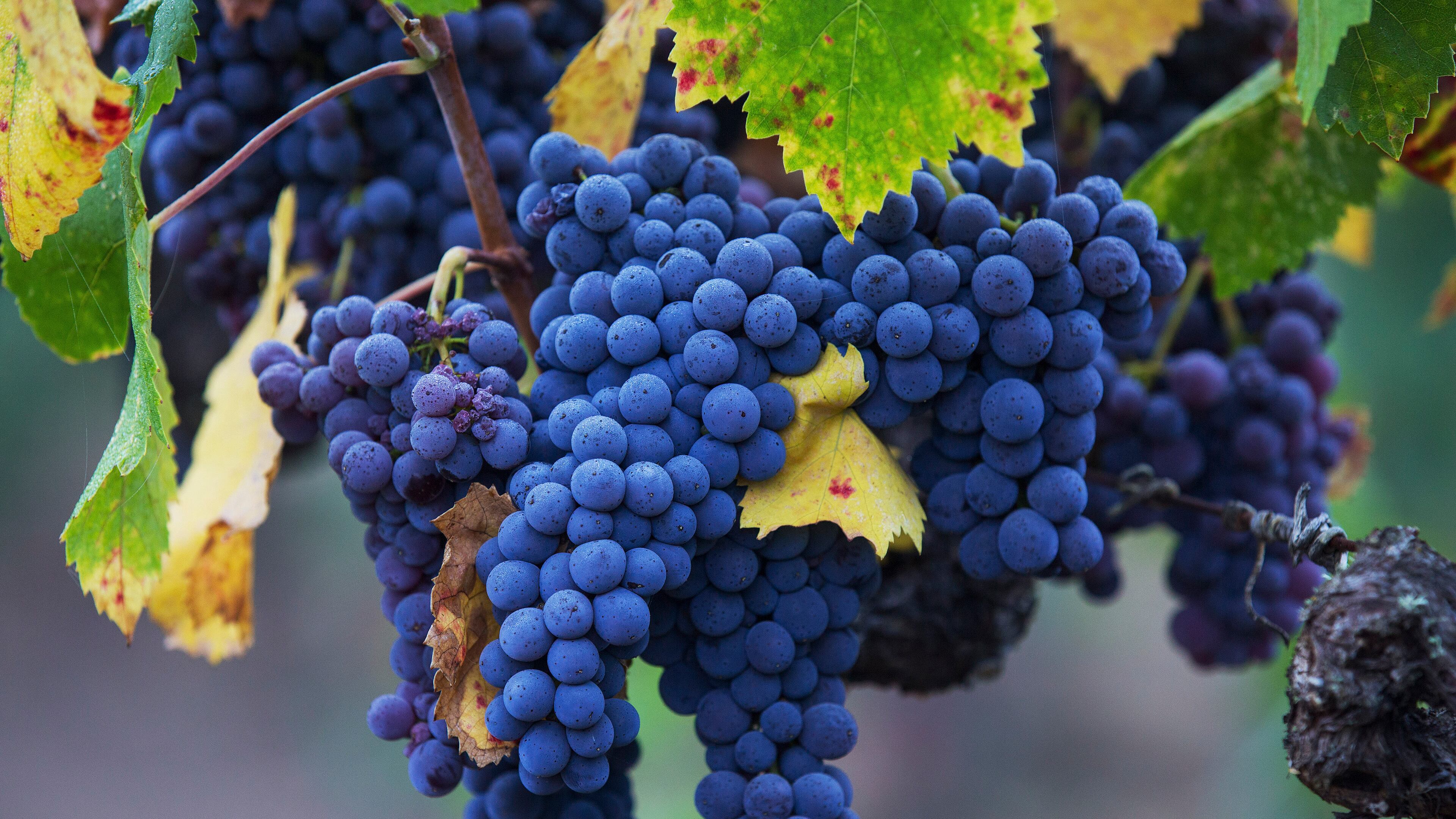 FILE -- San Giovese grapes at Barra Vineyards in Redwood Valley, Calif., Sept. 18, 2015. A compound that may be responsible in part for wine’s health benefits, called resveratrol, is also present in grape juice.