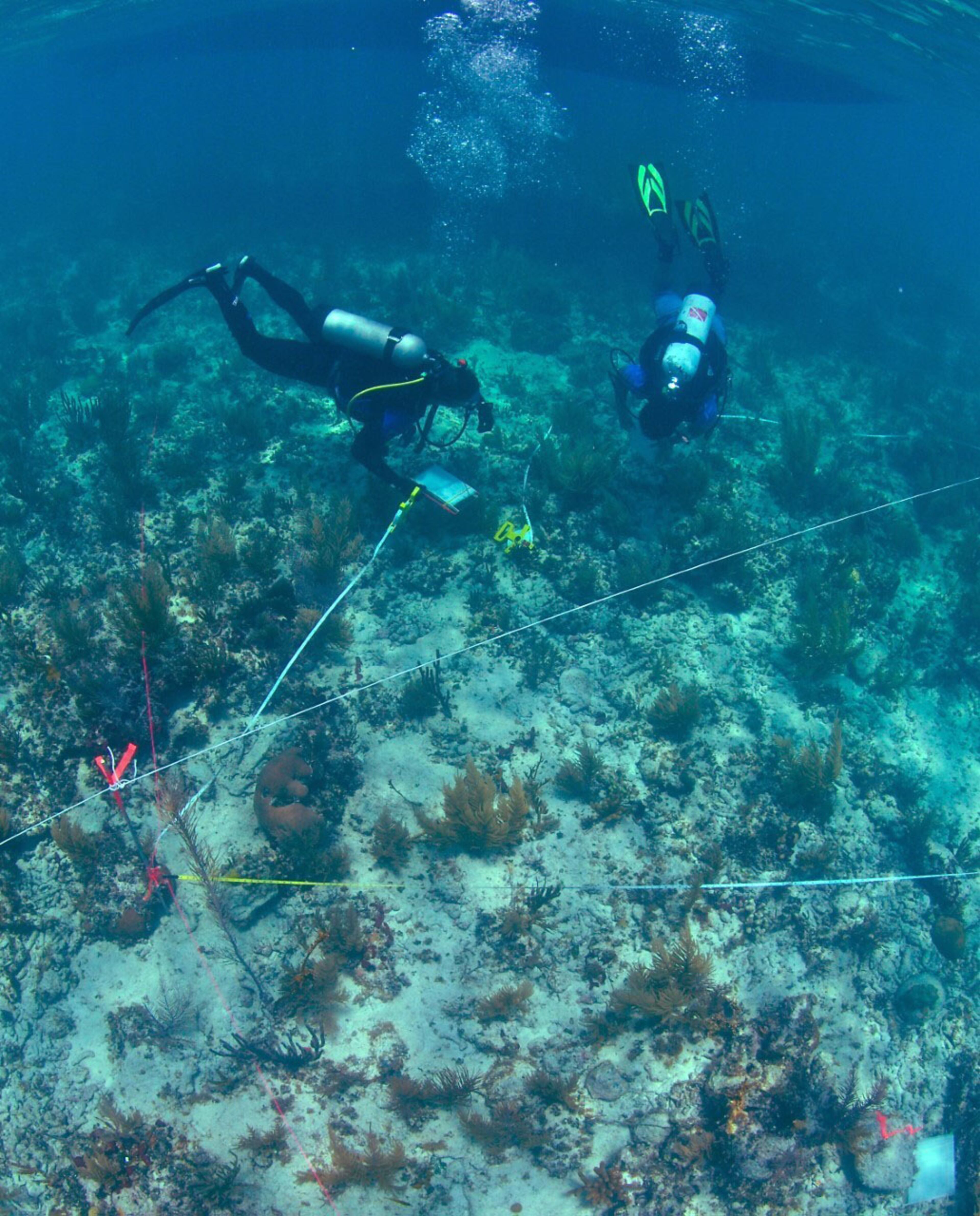 Diving With Purpose divers Erik Denson and Erly Thornton use baselines to measure and map the locations of artifacts at an underwater debris field in Key West, Florida. (Don Kincaid / Mel Fisher Maritime Museum)