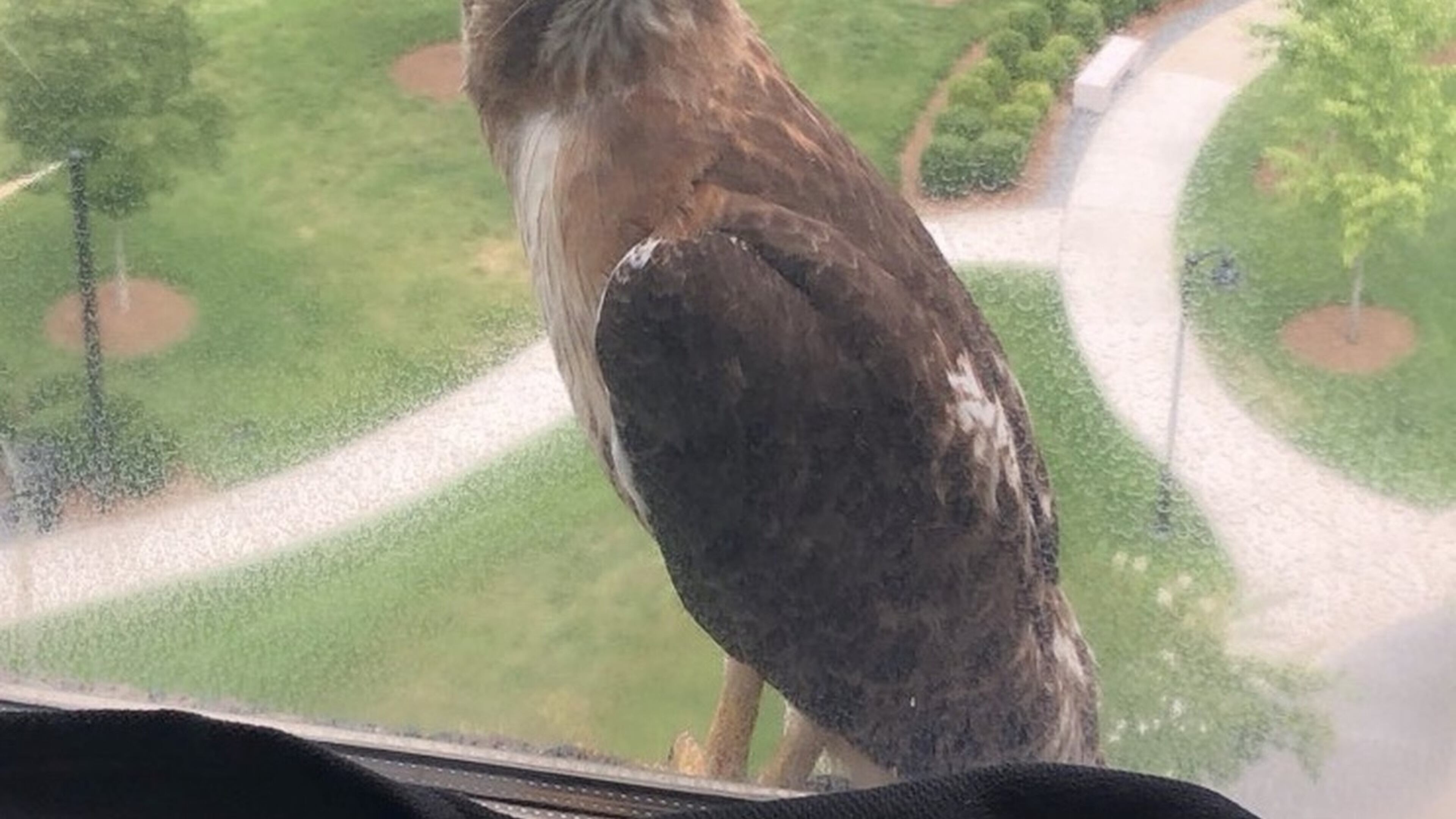 “This hawk is definitely a ‘Community News bird’” wrote Bonnie Rudd of the raptor that visits her every day on the ledge of her Alpharetta Office Park window. “Caught me this time trying to get another photo. I love the company!”