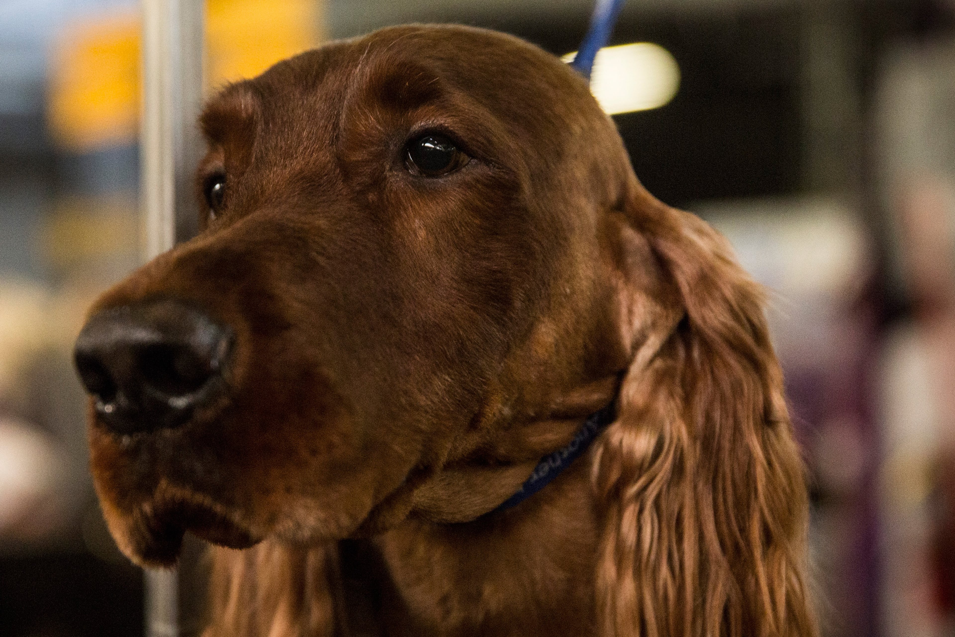An Irish Setter named "Adrian" stands at attention during the 138th annual Westminster Dog Show at the Piers 92/94 on February 10, 2014 in New York City. The annual dog show showcases the best dogs from around world for the next two days in New York.