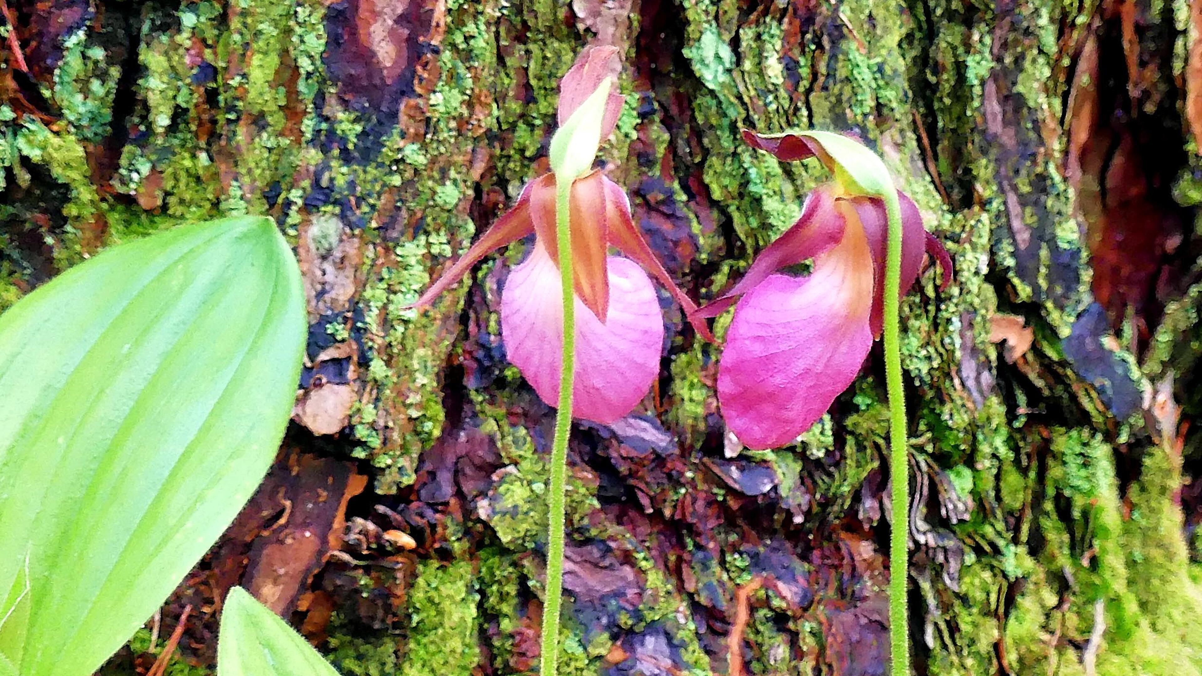 These pink lady's slippers were part of a large patch of the wildflowers blooming last week in Fort Mountain State Park in Murray County. (Courtesy of Charles Seabrook)