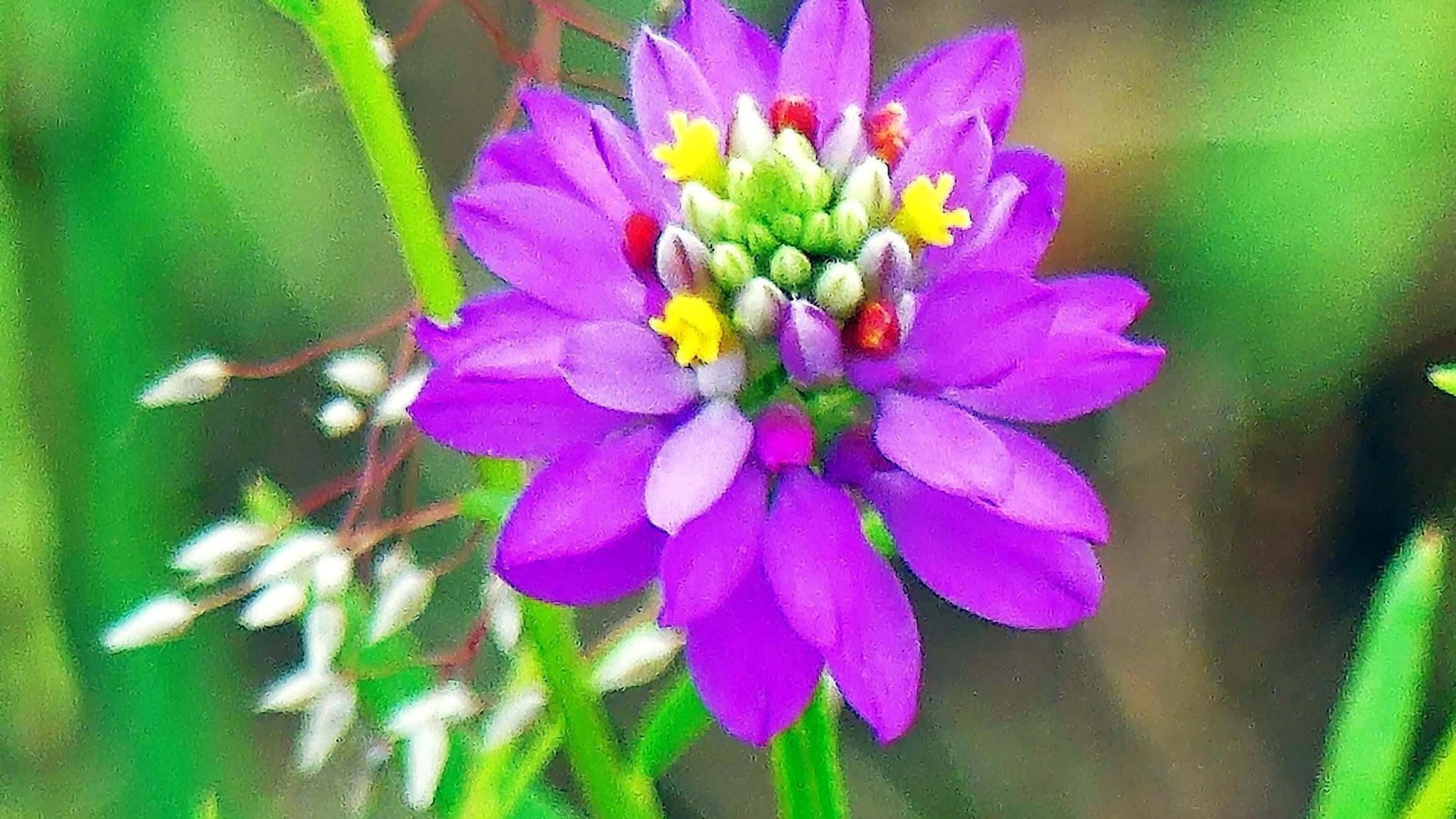 The bloom of the Curtiss’ milkwort has deep pink petals and a center with nearly every color of the rainbow, making it one of Georgia’s most colorful wildflowers. Found mostly on rock outcrops and old pastures, Curtiss’ milkwort is one of some 3,500 native flowering plant species in Georgia. CONTRIBUTED BY CHARLES SEABROOK