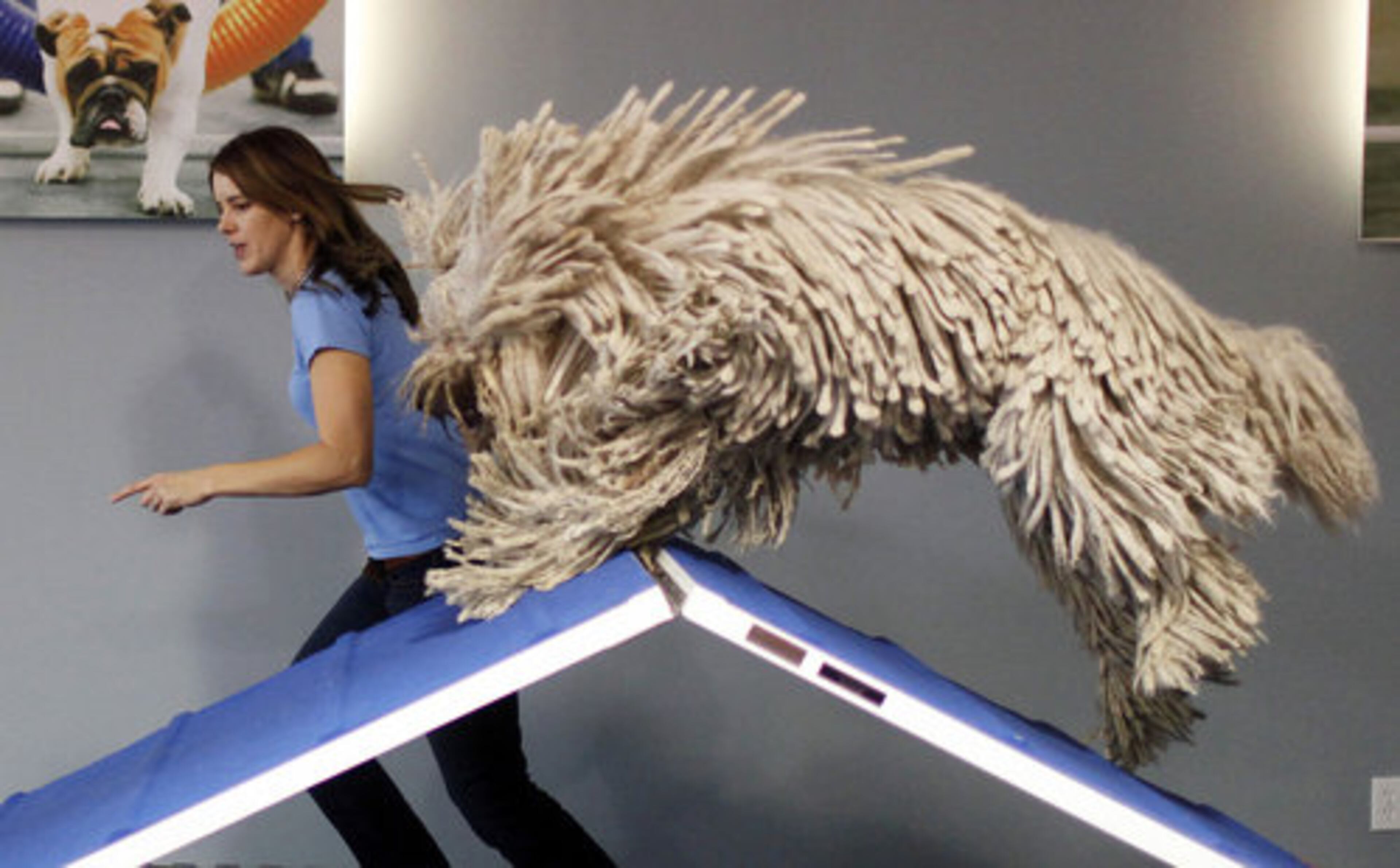 Zoom Room owner Jaime Van Wye runs through an agility course with her dog Clyde at Zoom Room in Los Angeles. Zoom Room is a "social petworking" club and canine agility training center founded by Van Wye.