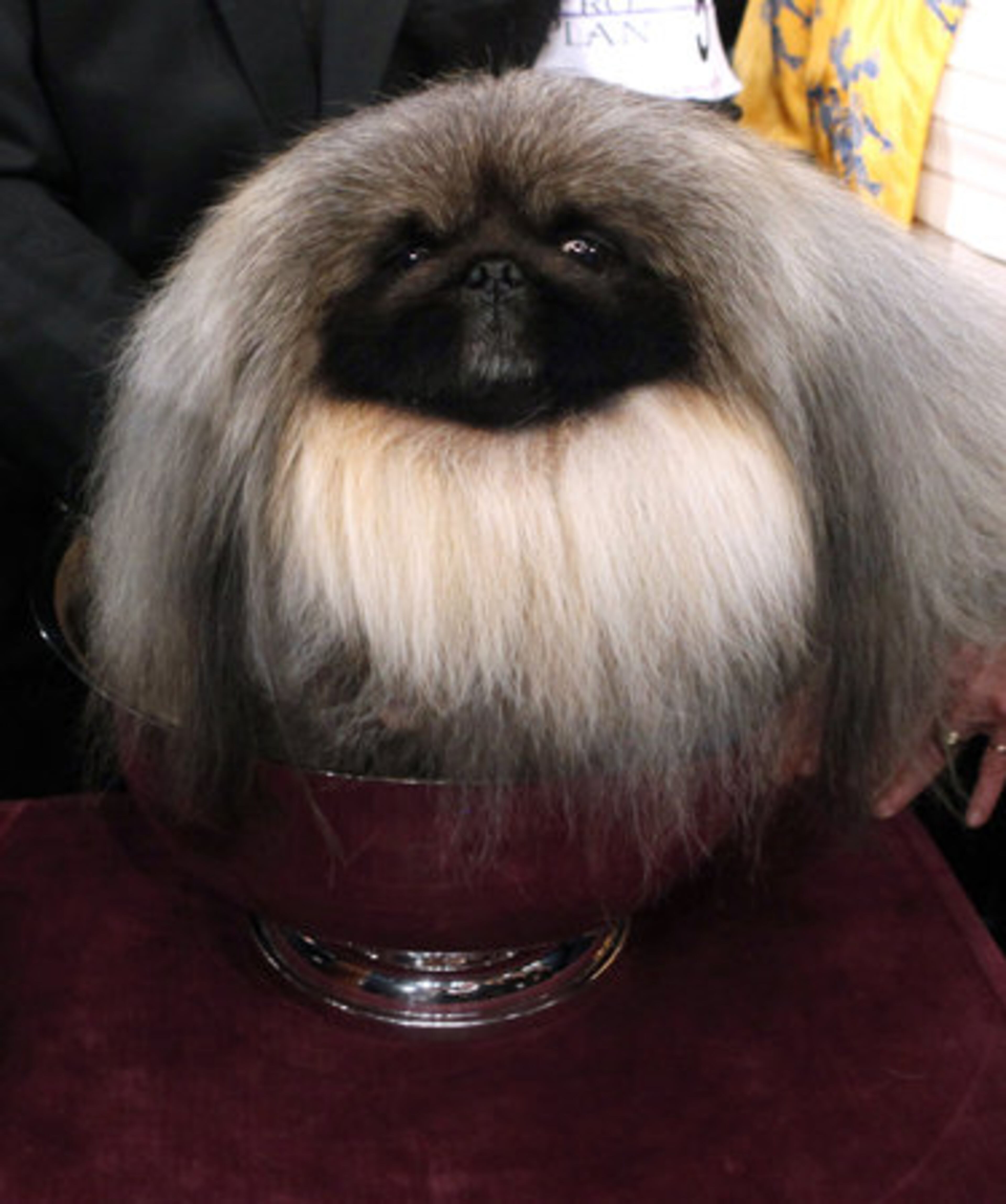 Malachy, a Pekingese, sits in the trophy after being named best in show during the 136th annual Westminster Kennel Club dog show, Tuesday, Feb. 14, 2012, in New York.