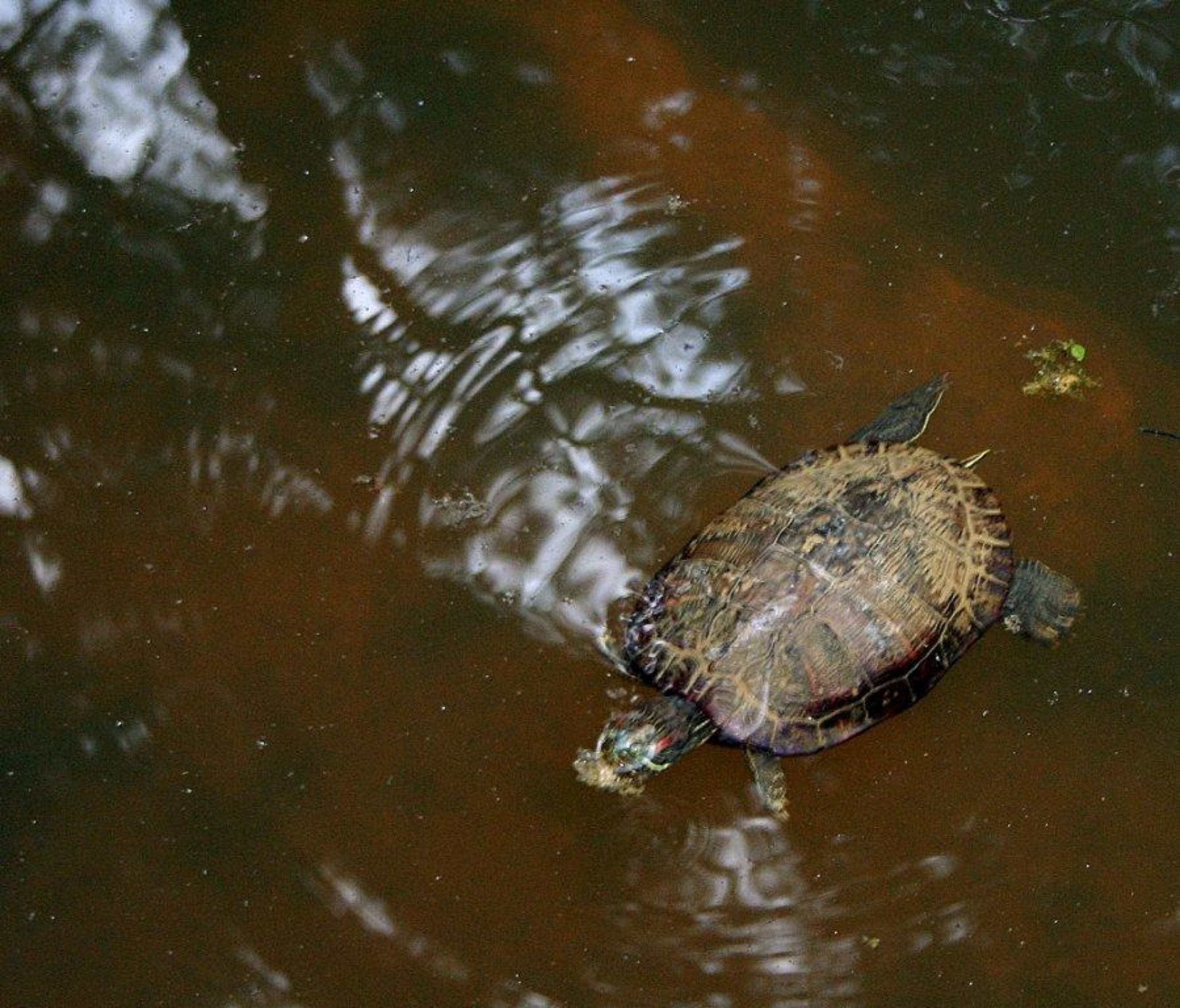 A red eared slider turtle swims in a pond at the W.H. Reynolds Memorial Nature Preserve in Morrow in Clayton County.