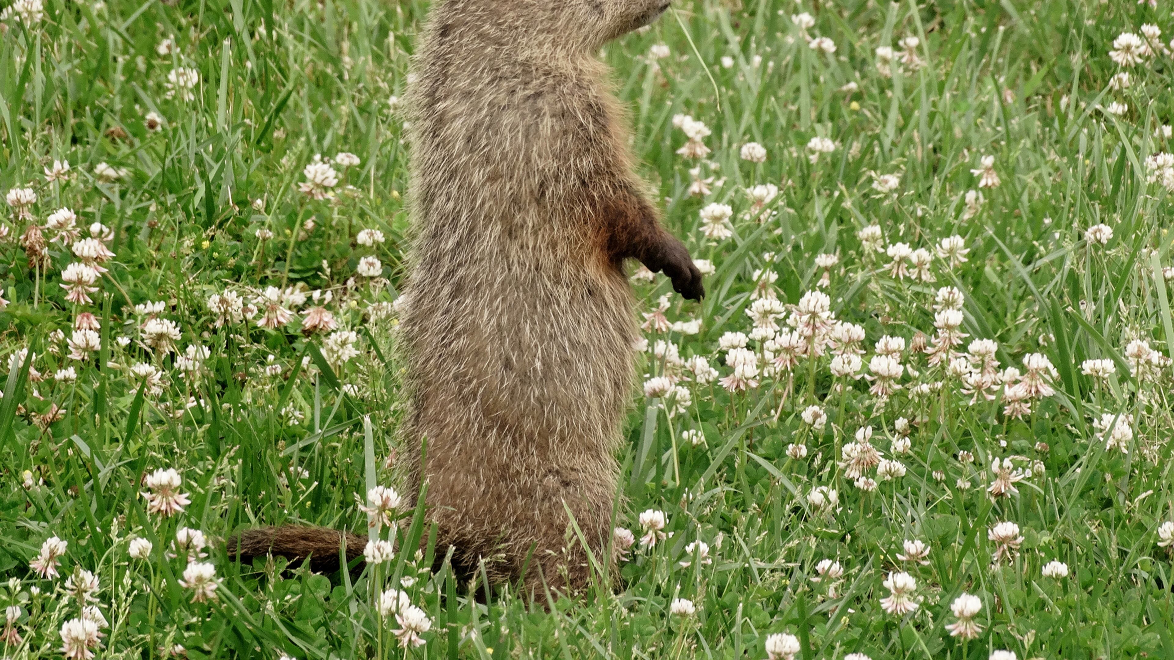 A young groundhog, or woodchuck, stands in a field of clover. Groundhogs will have their moment in the spotlight on Groundhog Day, Feb. 2. (Courtesy of Susan Sam/Creative Commons)