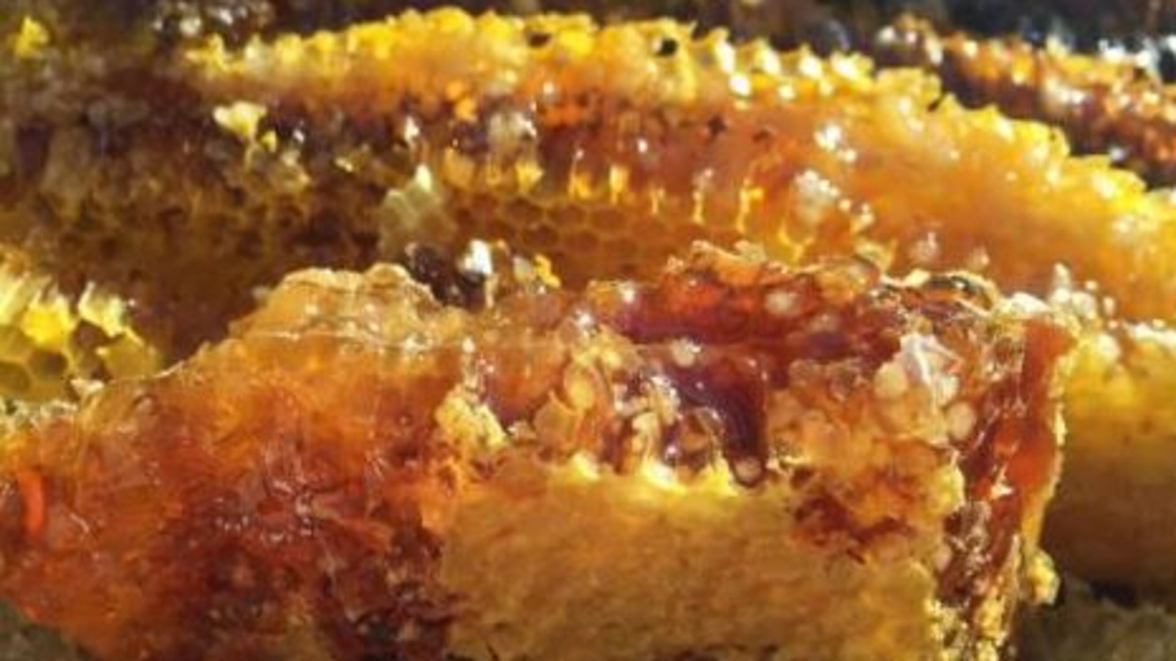 Thieves stole about 15 pounds of honey from UGA research hives. ( Credit: The Athens Banner-Herald)