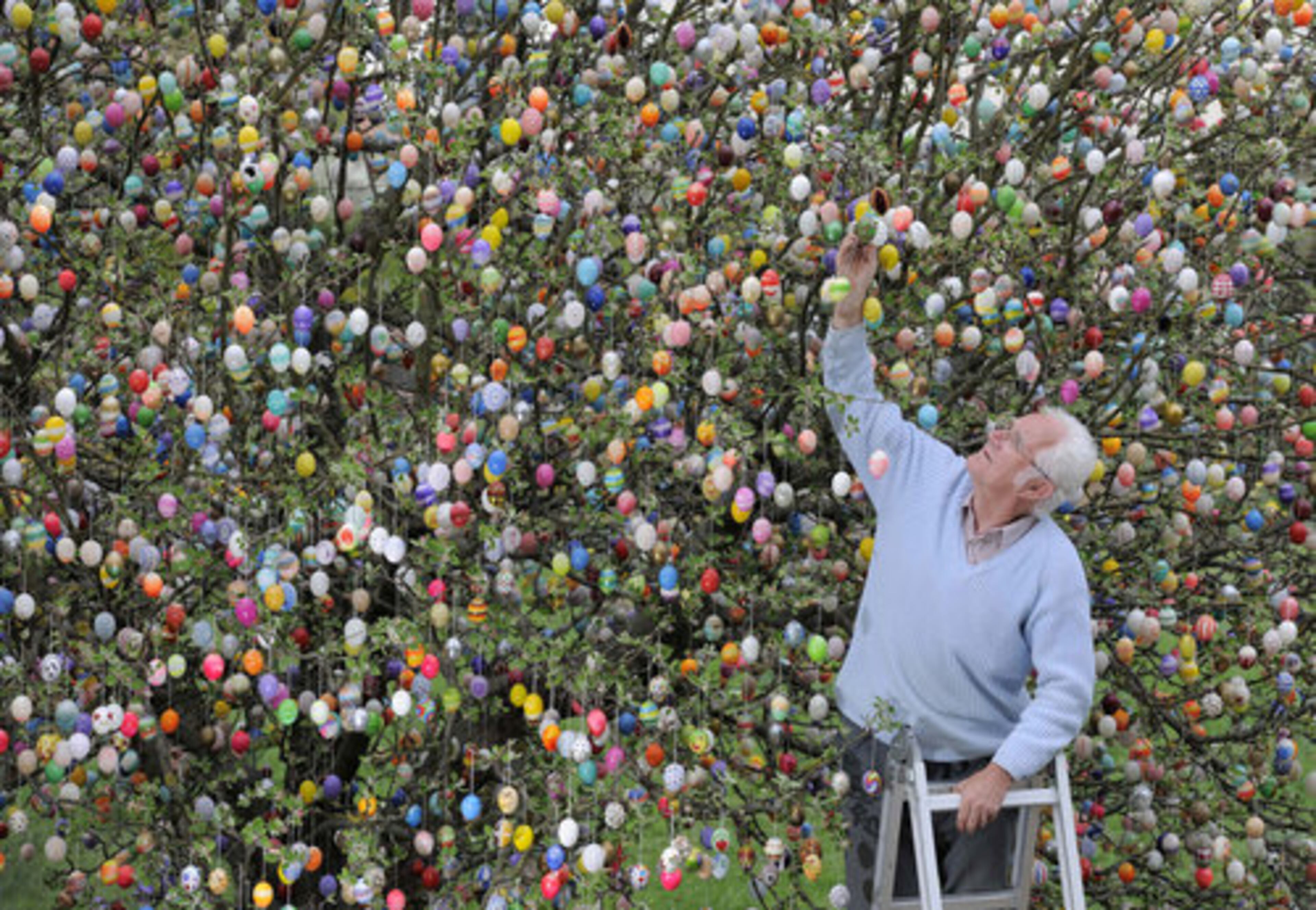 It's a German custom to celebrate Easter by hanging hollow, painted eggs from the branches of trees.
