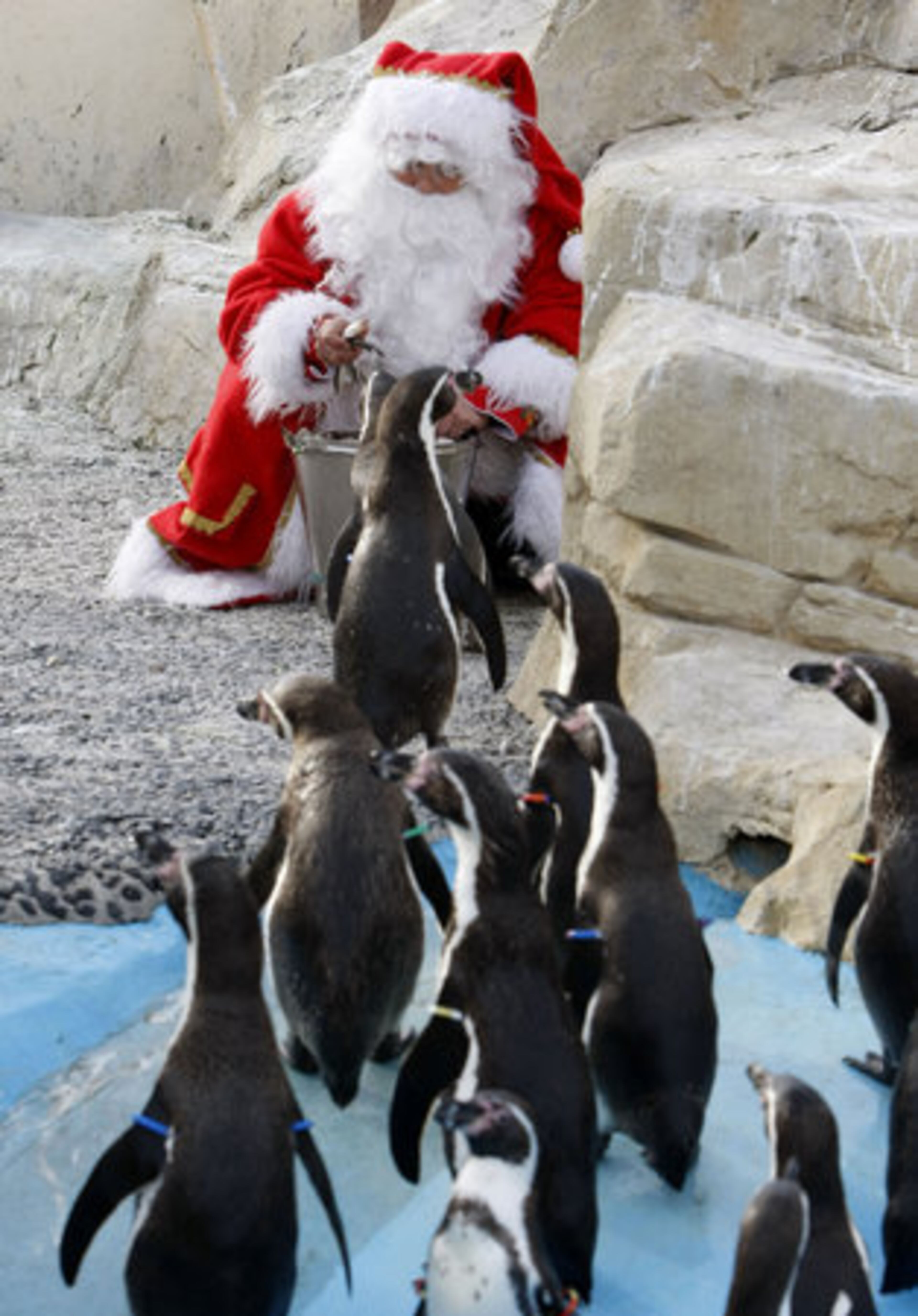 Christmas comes early for these lucky penguins as Santa Claus pays a visit to Marineland in Antibes, southern France, Tuesday, Dec. 13, 2011.