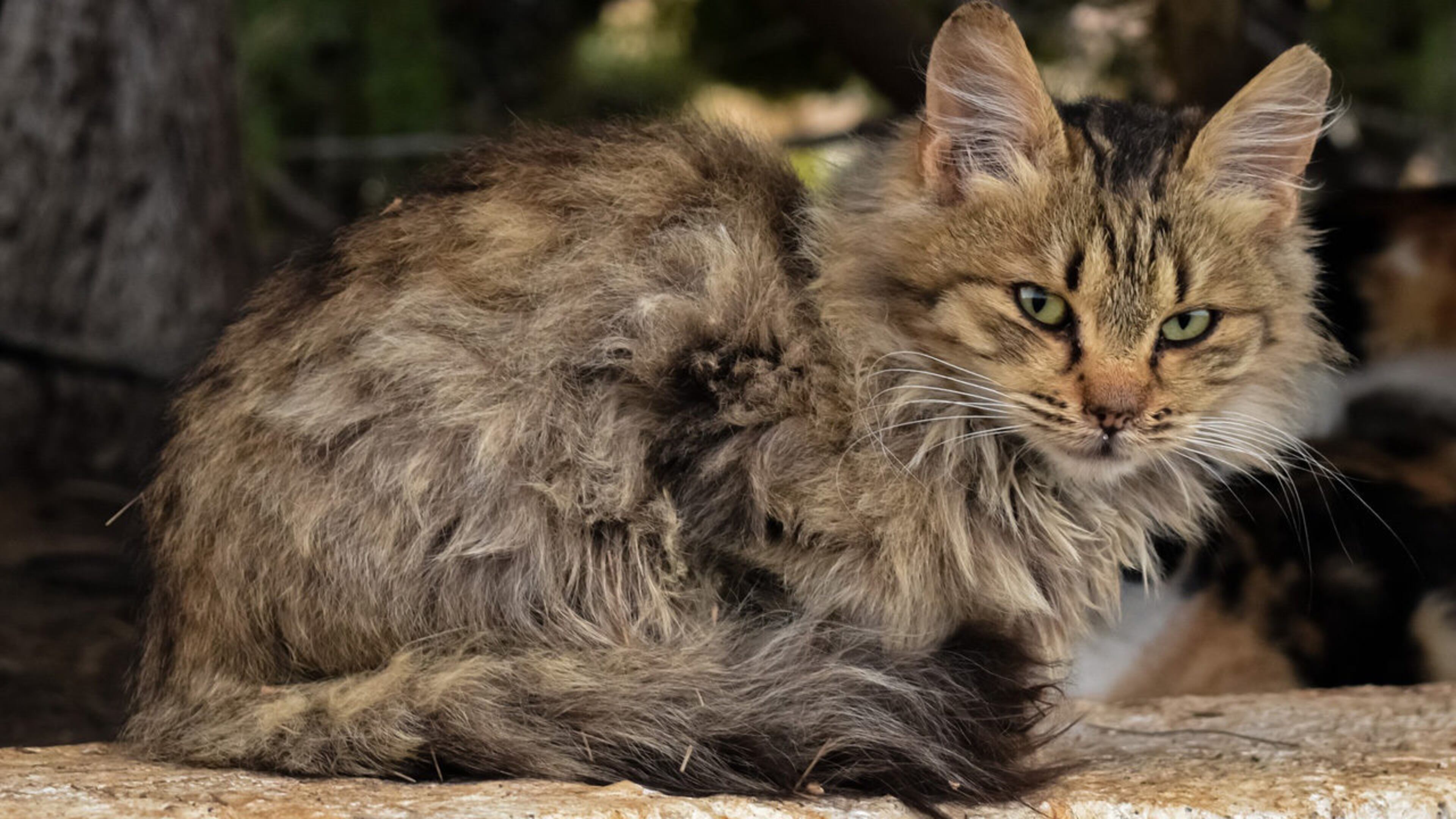 FILE PHOTO: An Ohio woman who had been sentenced to 10 days in jail for continuing to feed stray cats on her property will not have to report to jail.