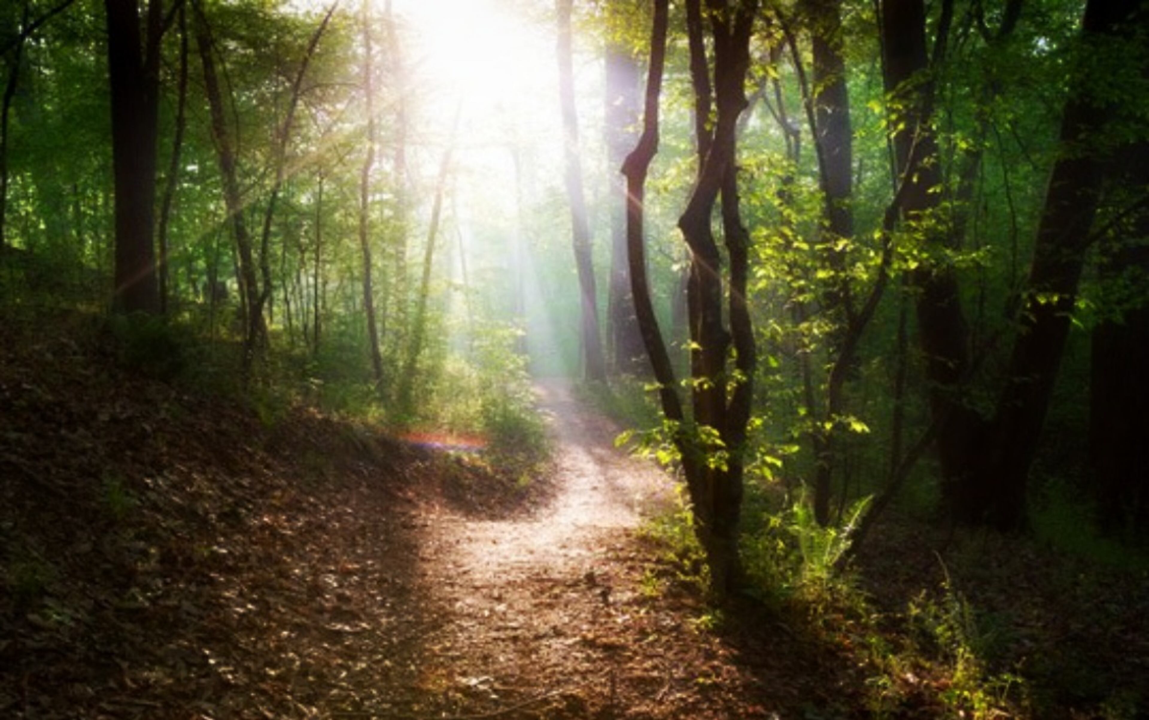 Enjoy your trail run through the shaded trails throughout the Suwanee Creek Greenway.