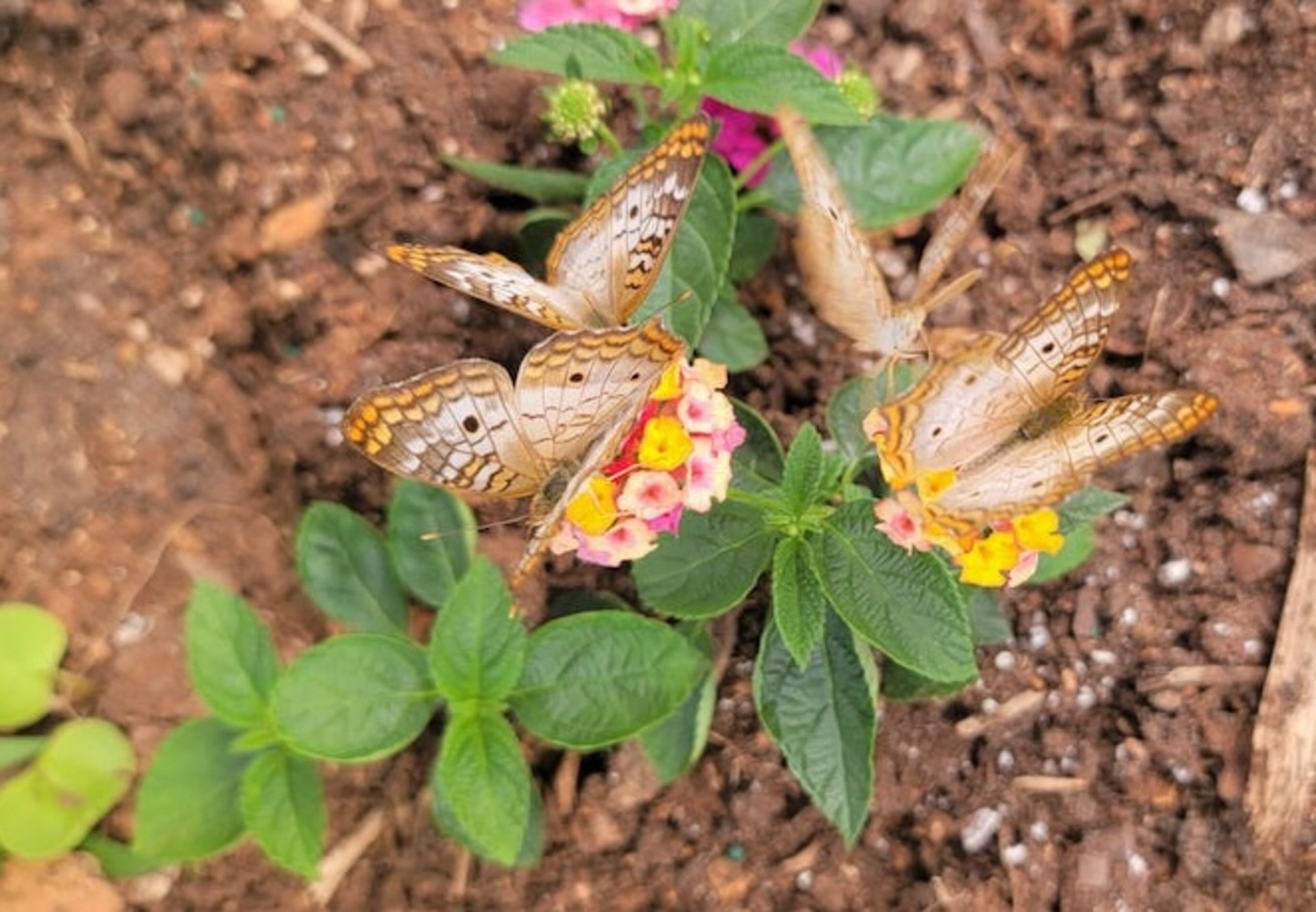 Dahlonega Butterfly Farm will co-host its third annual Mother's Day Butterfly Bash with the Dahlonega Arts Alliance May 10 and 11. (Courtesy of Dahlonega Butterfly Farm)