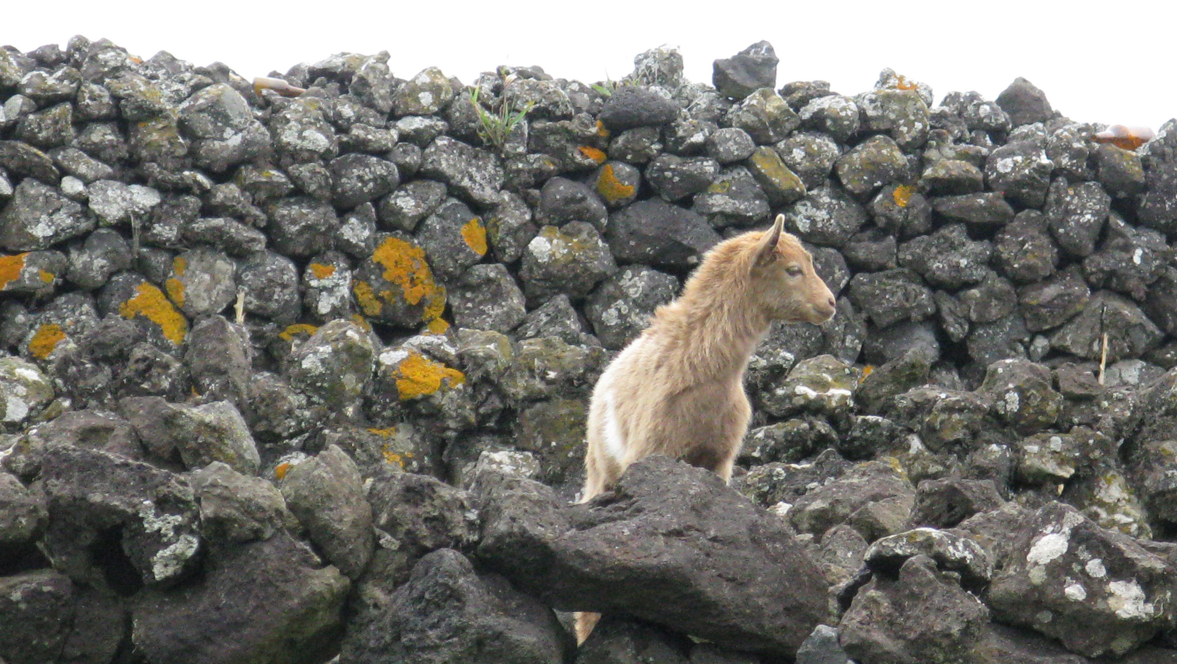 Goats often stray onto the property of the Graciosa Hotel. Photo: Jeanine Barone.