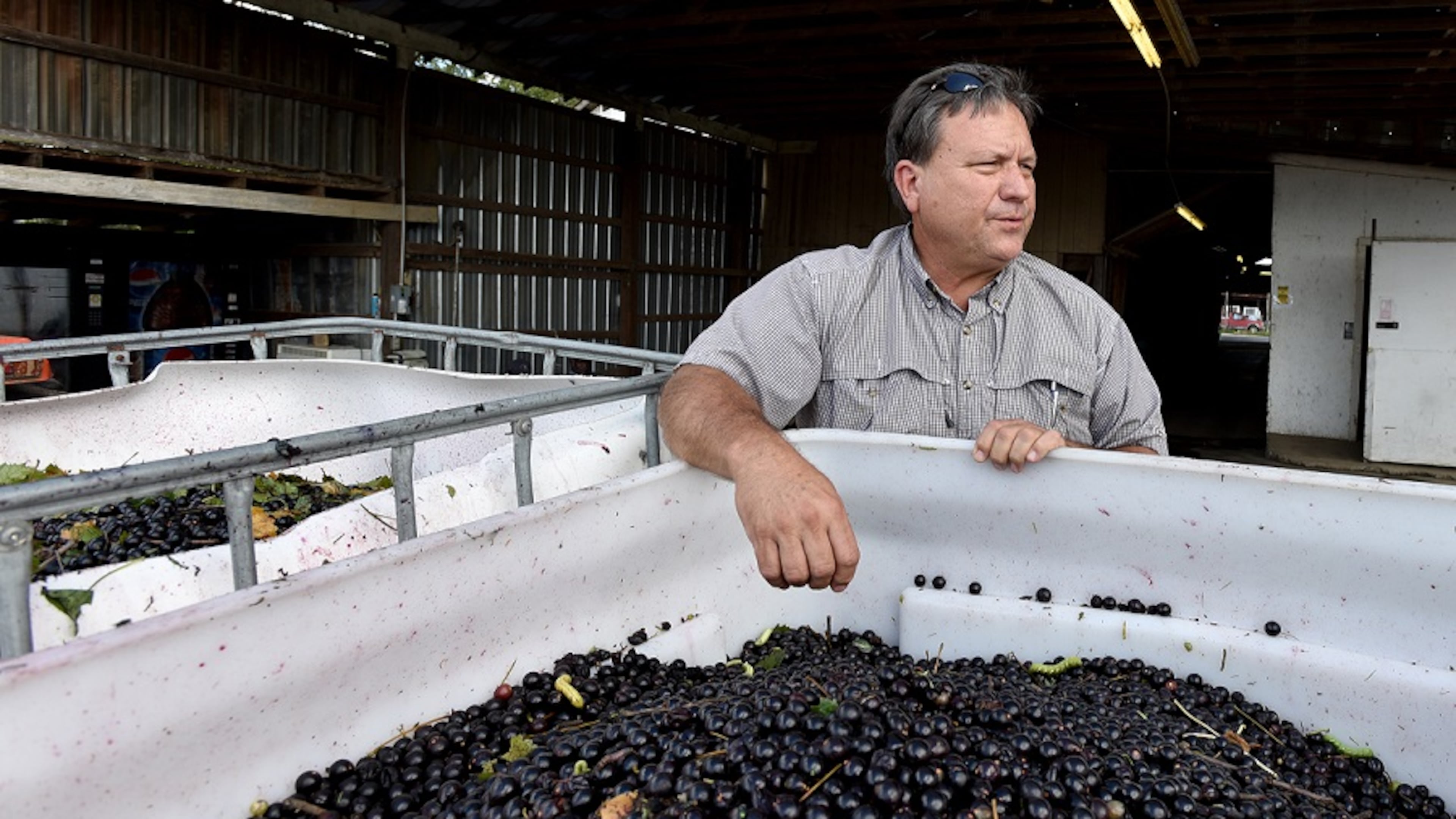 Sept. 22, 2016: Gary Paulk produces grapes and blackberries on his farm in Wray, Ga. He worries about the possibility of labor shortages as President Donald Trump takes aim at legal and illegal immigration. “Get ready for your (food) prices to go up and folks like me to go out of business,” Paulk said. BRANT SANDERLIN/BSANDERLIN@AJC.COM