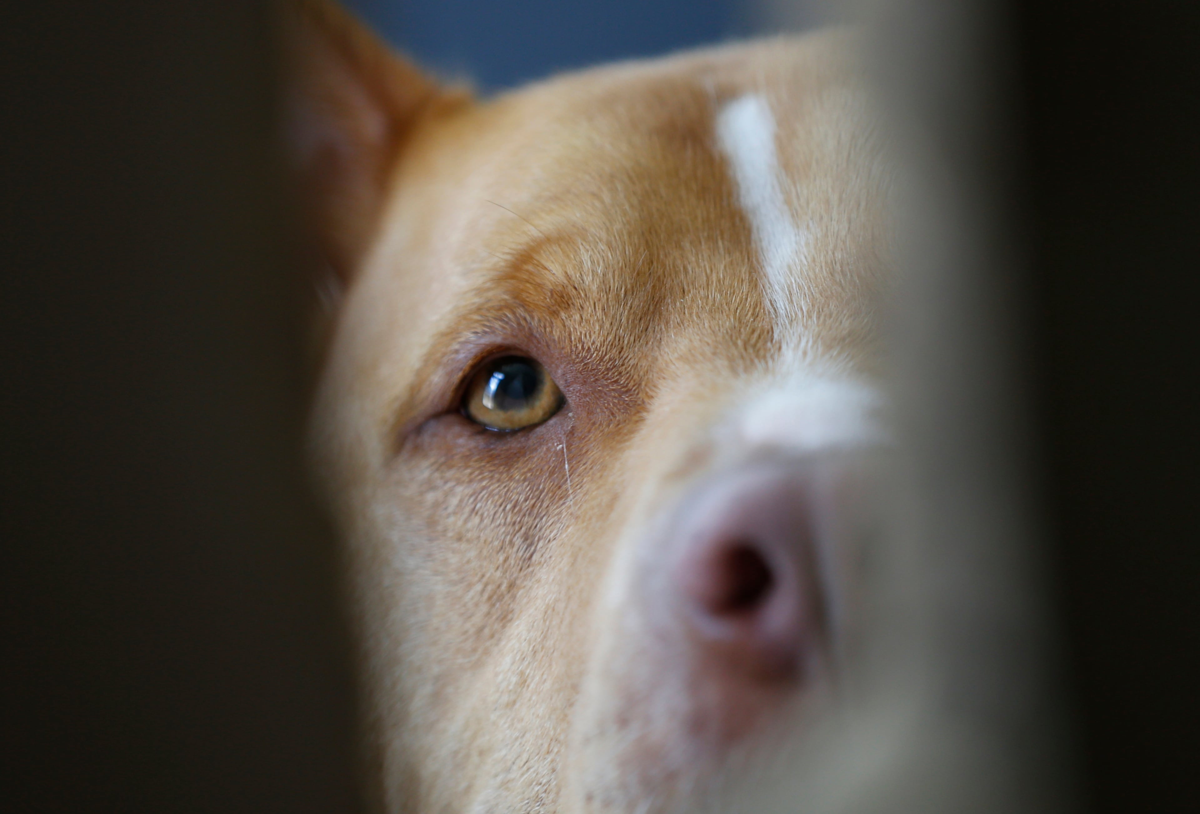 In this June 15, 2015, photo, Gus looks at a visitor from his room at the Good Newz Rehab Center, the former home of NFL football quarterback Michael Vick's Bad Newz kennel, in Smithfield, Va. The former Atlanta Falcons star quarterback served an 18-month federal prison sentence for running a dogfighting ring. (AP Photo/Steve Helber)