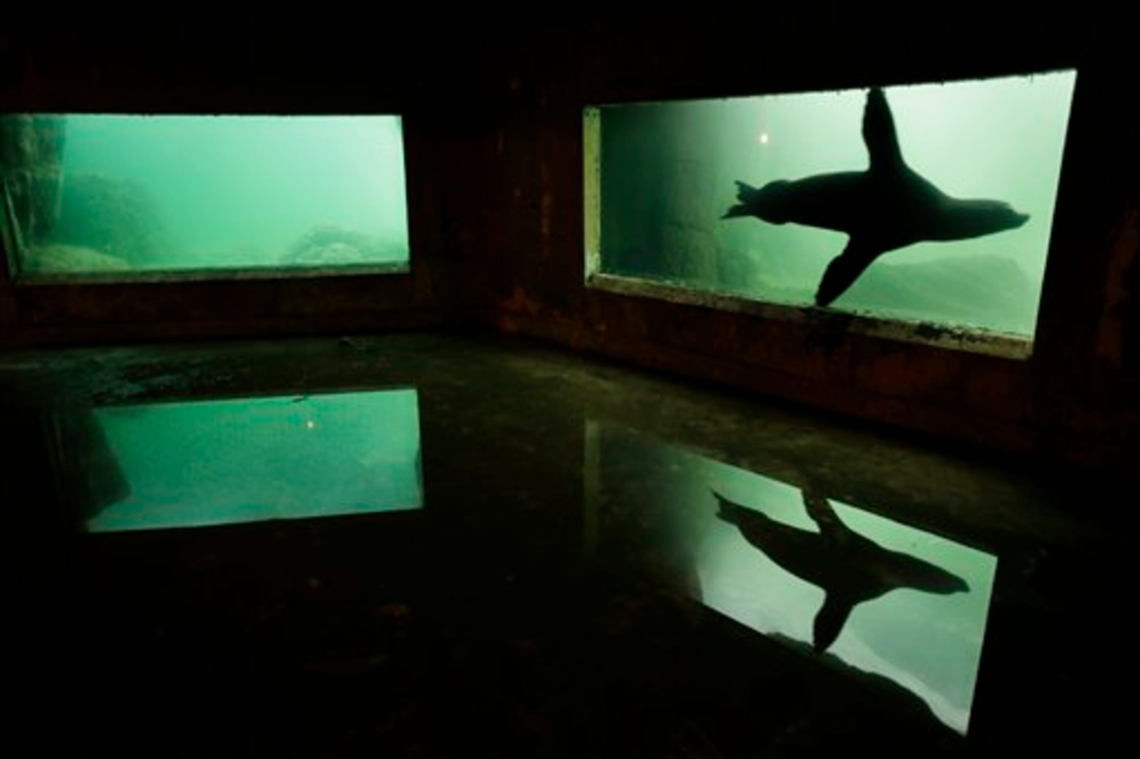 A sea lion is reflected in a puddle of water on the floor of an exhibit that was flooded to the ceiling during Superstorm Sandy at the Wildlife Conservation Society's New York Aquarium in Coney Island, New York, Monday, March 25, 2013. (AP Photo/Seth Wenig)