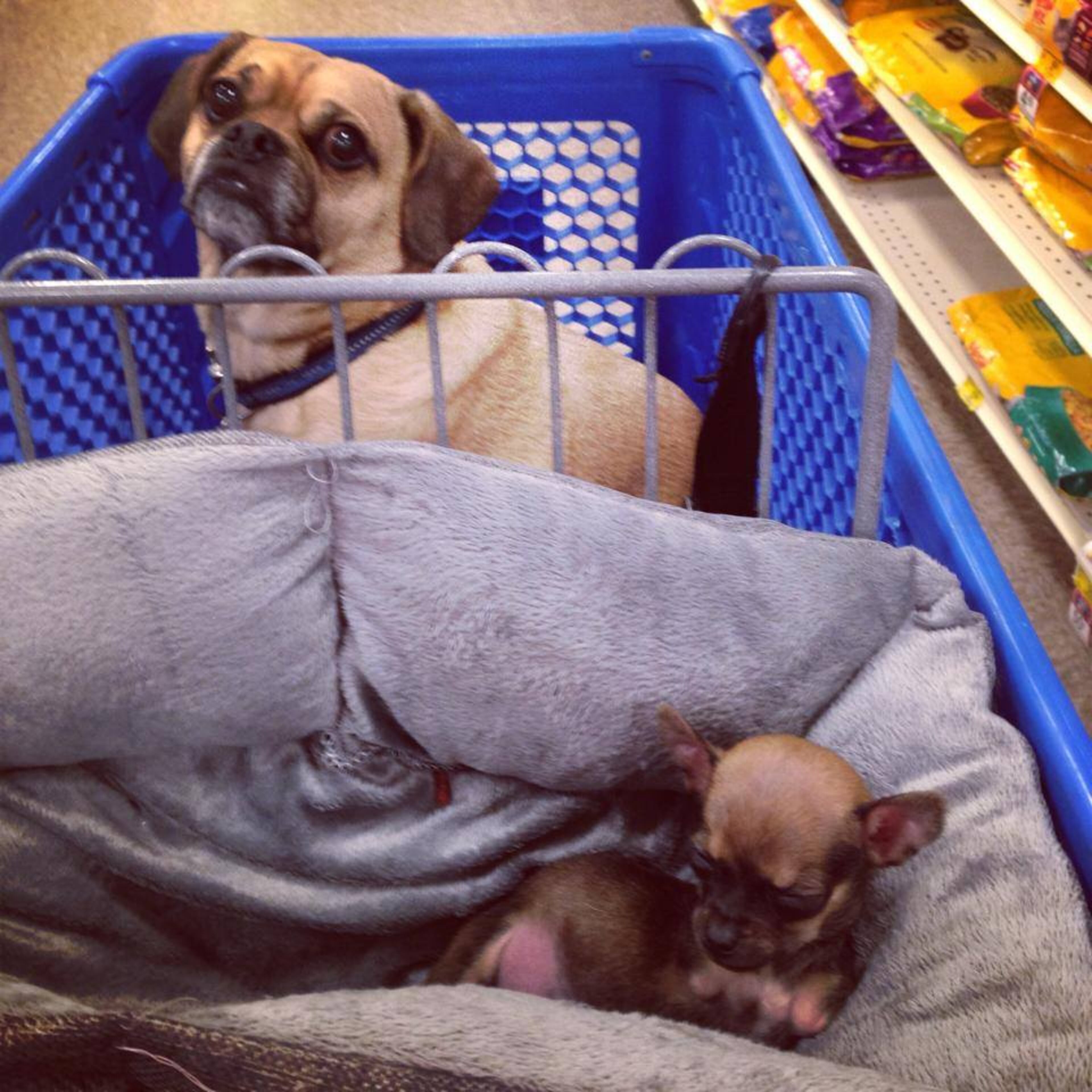 Photos courtesy of Turbo.Roo on Facebook